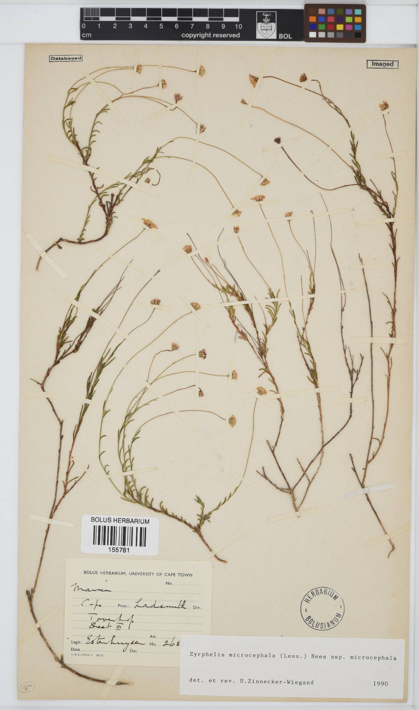Zyrphelis microcephala subsp. microcephala image