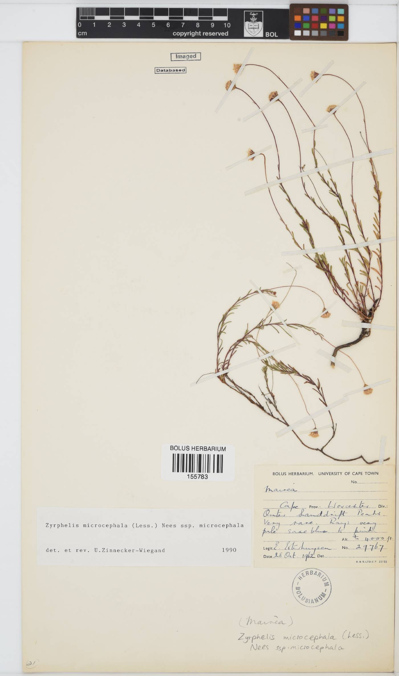Zyrphelis microcephala subsp. microcephala image