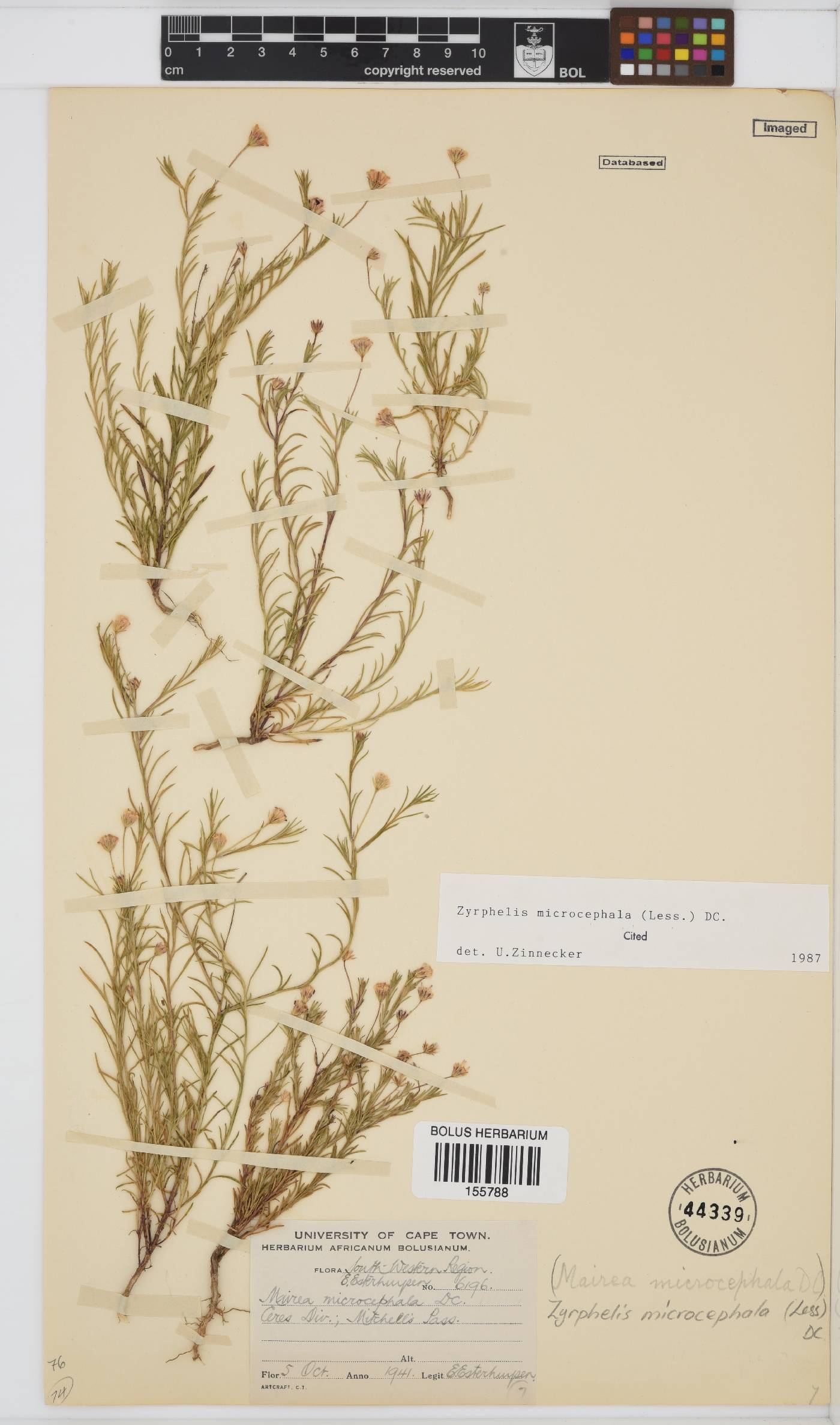Zyrphelis microcephala image