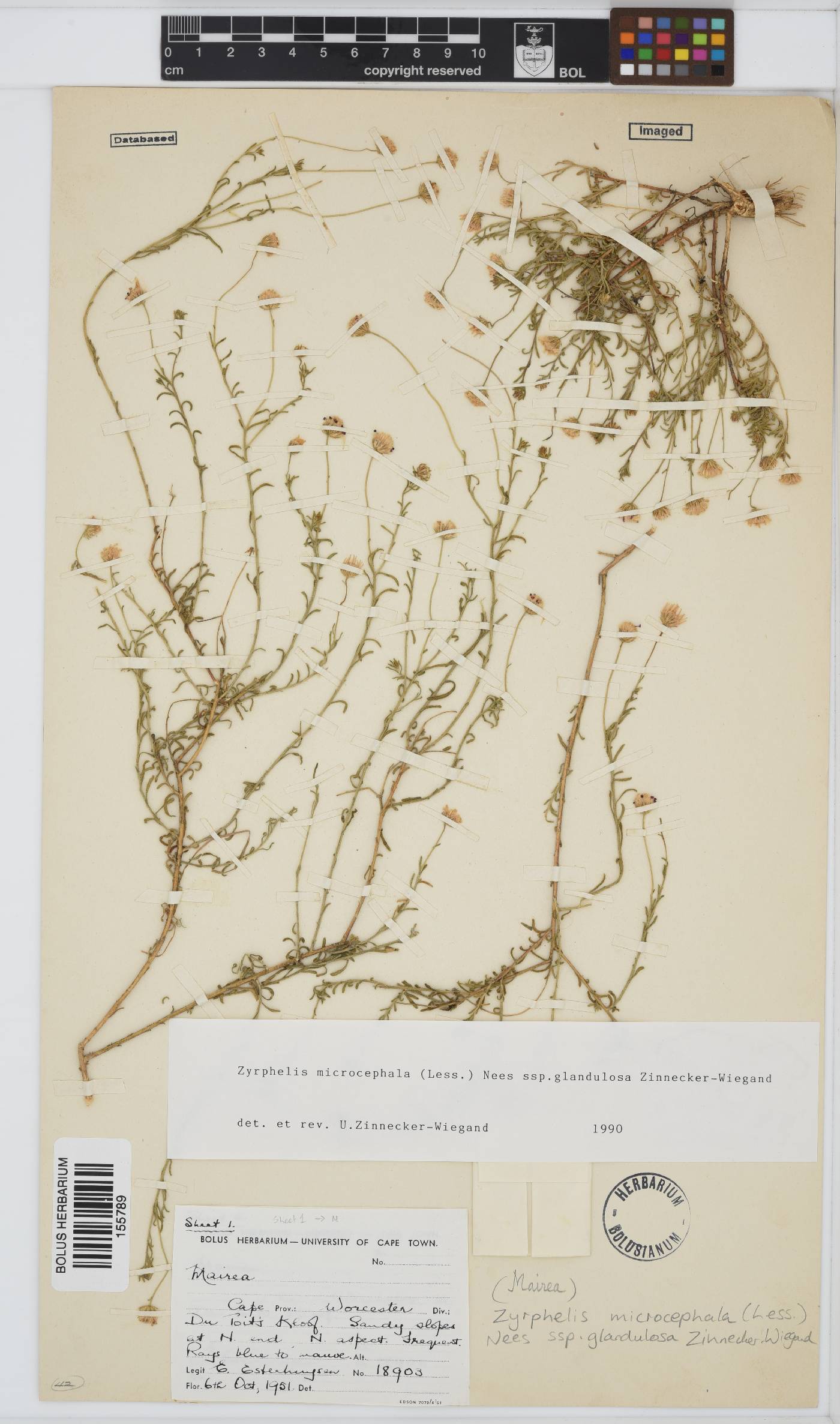 Zyrphelis microcephala subsp. glandulosa image