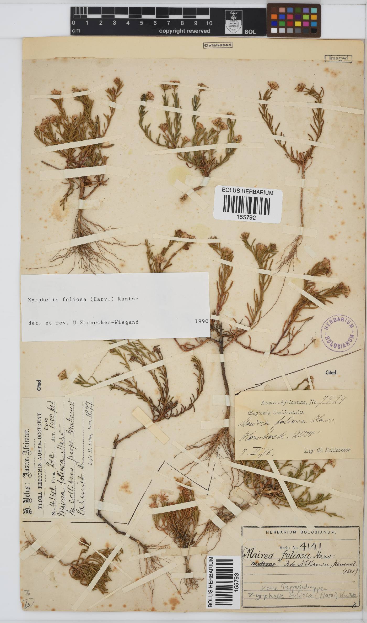 Zyrphelis foliosa image