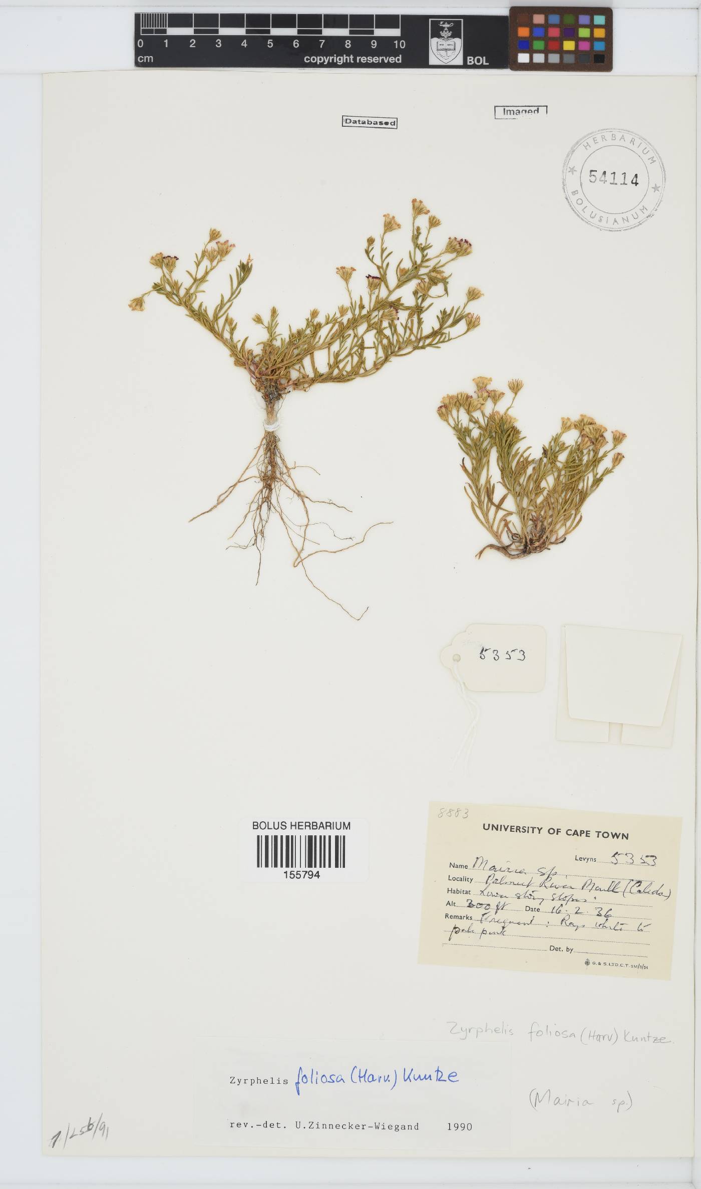 Zyrphelis foliosa image