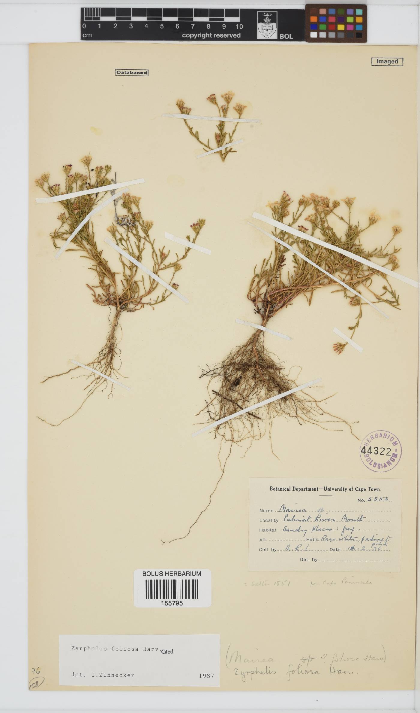 Zyrphelis foliosa image