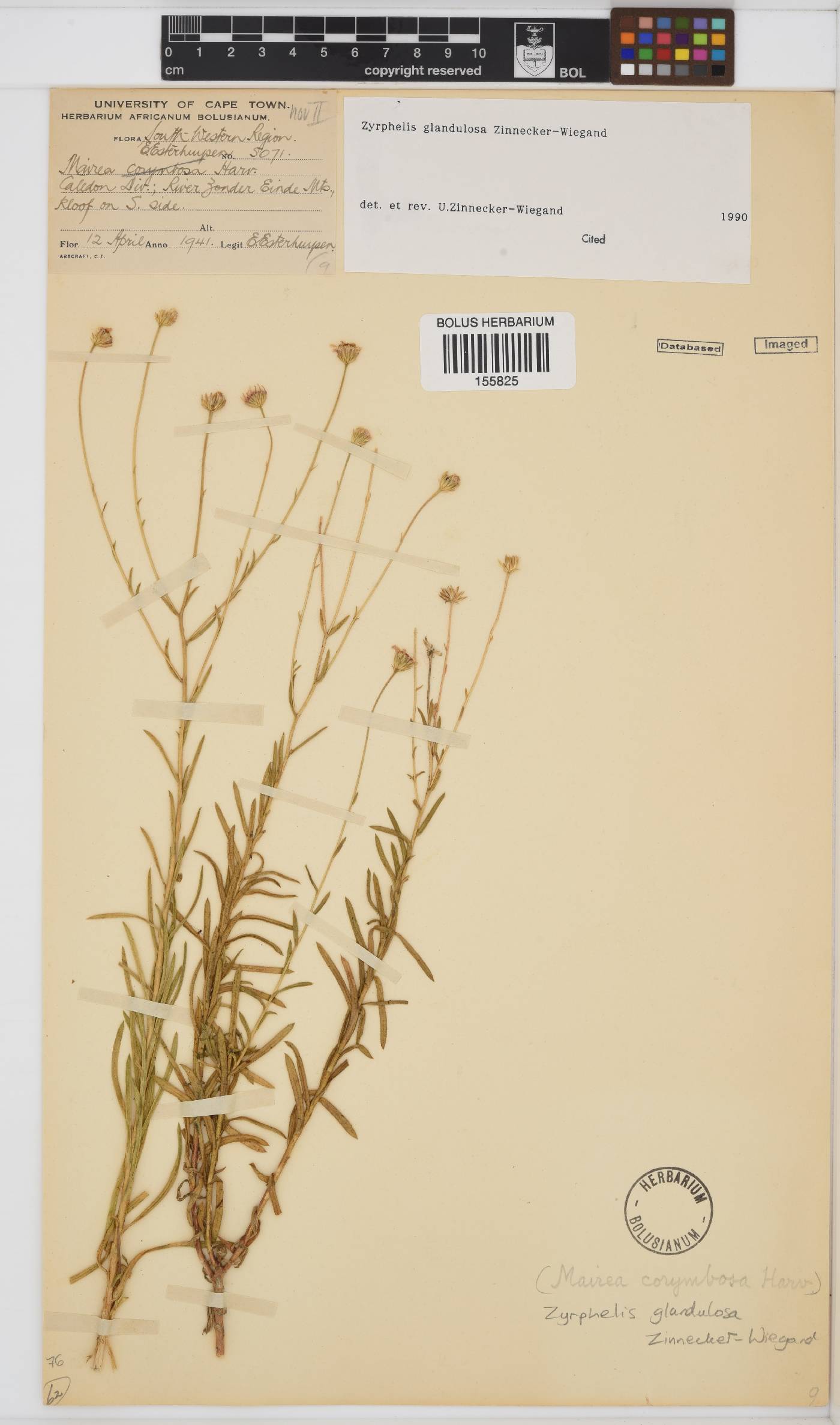 Zyrphelis glandulosa image