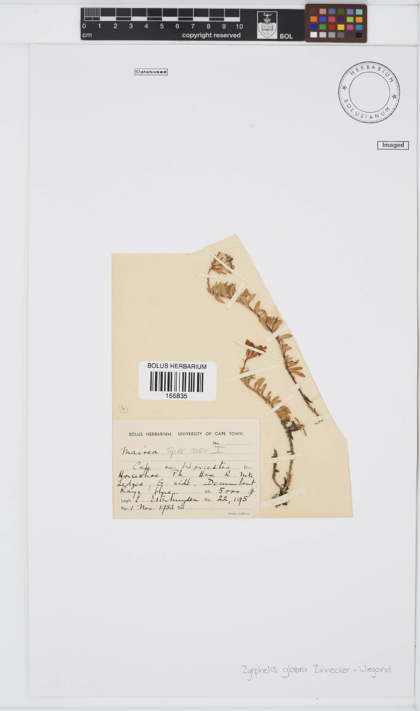 Zyrphelis glabra image