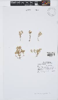 Helichrysum alsinoides image