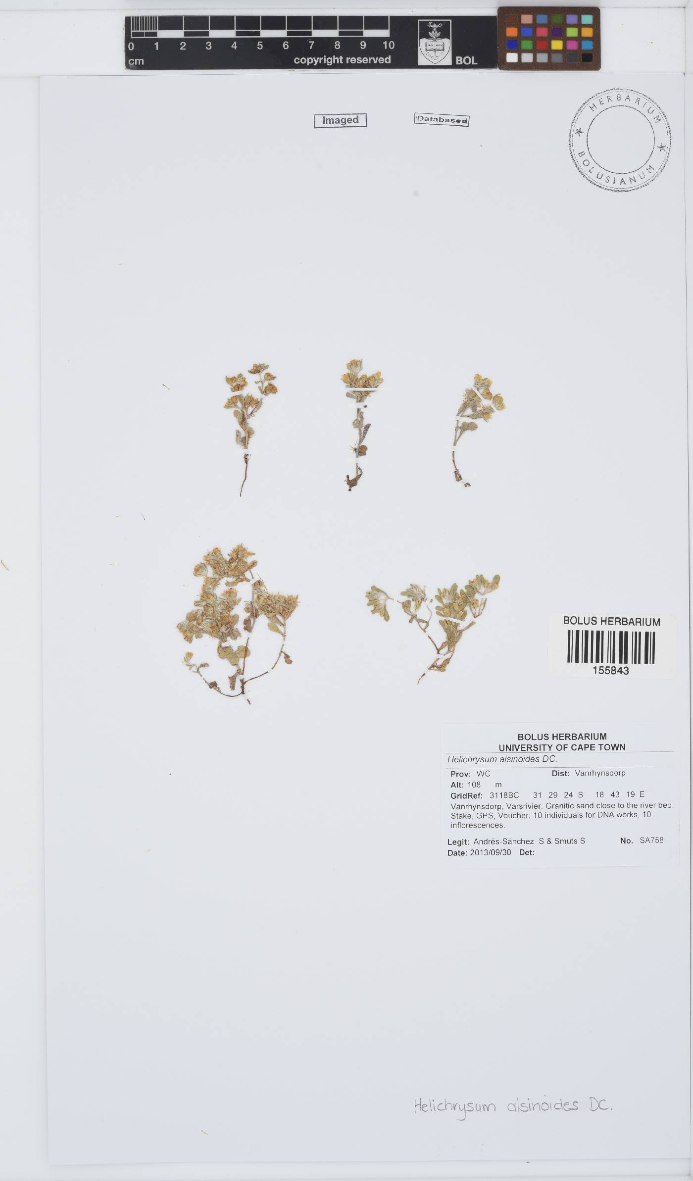 Helichrysum alsinoides image