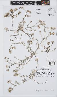 Helichrysum marmarolepis image
