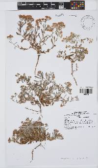 Helichrysum pulchellum image