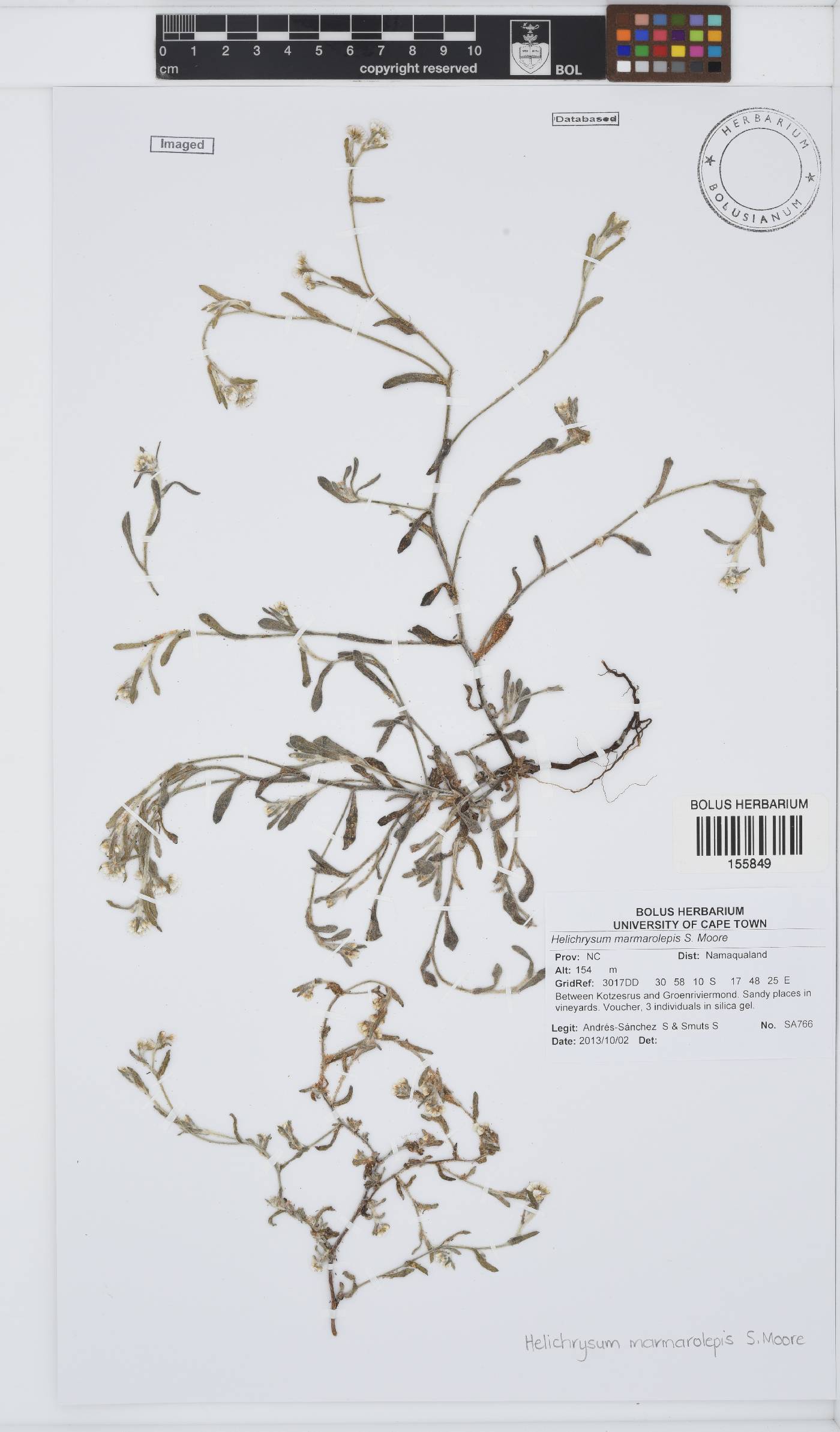 Helichrysum marmarolepis image