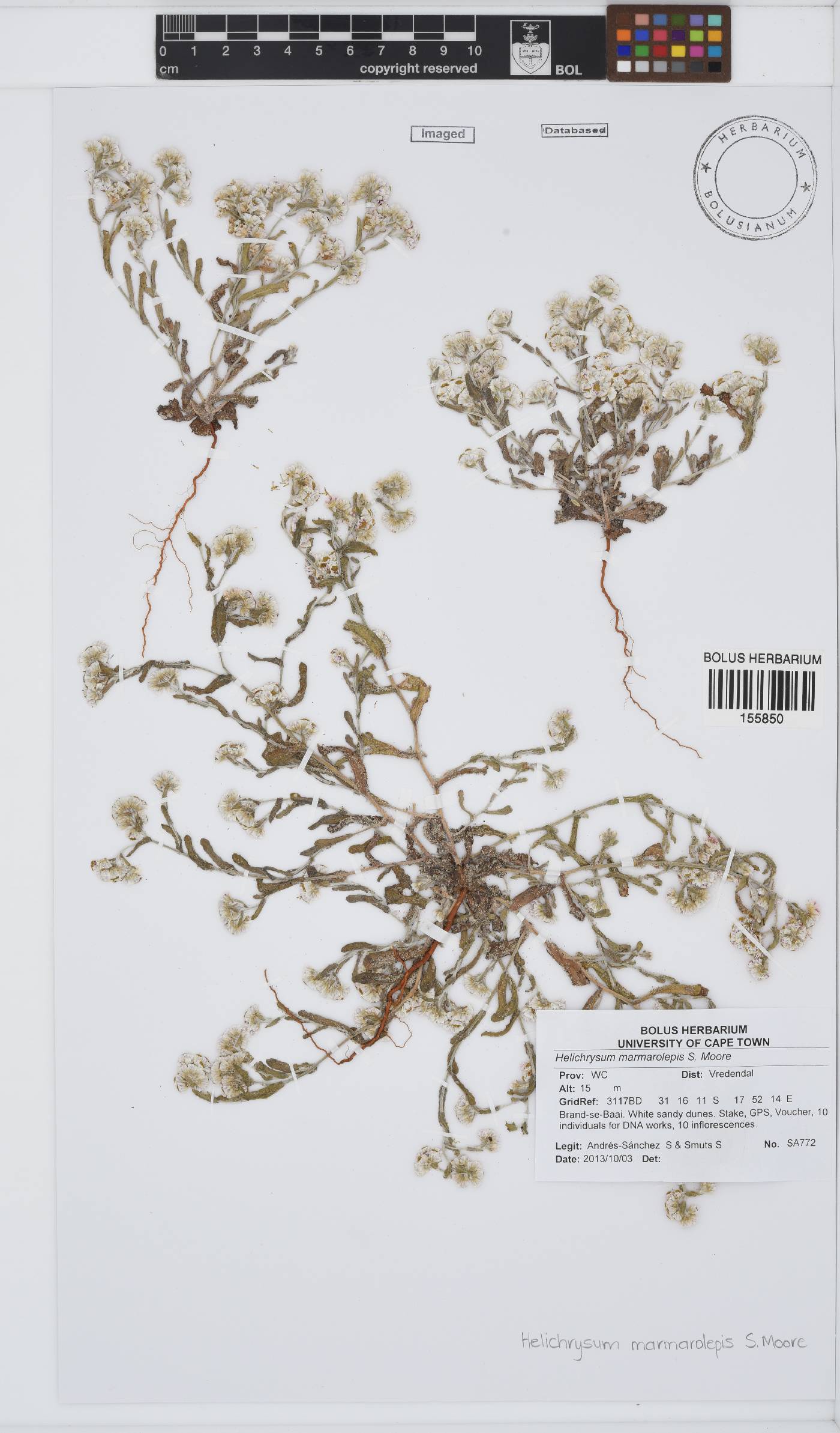 Helichrysum marmarolepis image
