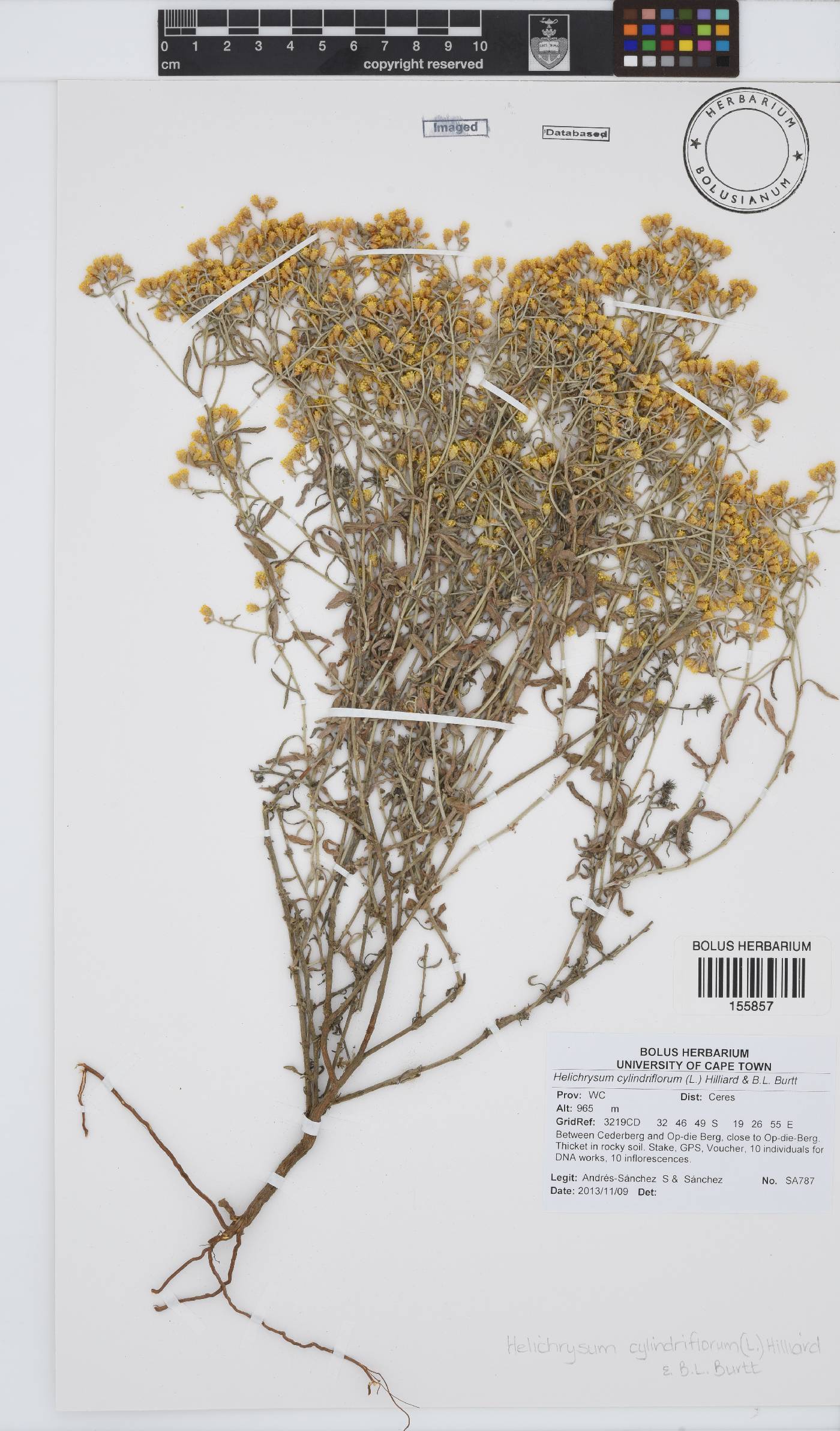 Helichrysum cylindriflorum image