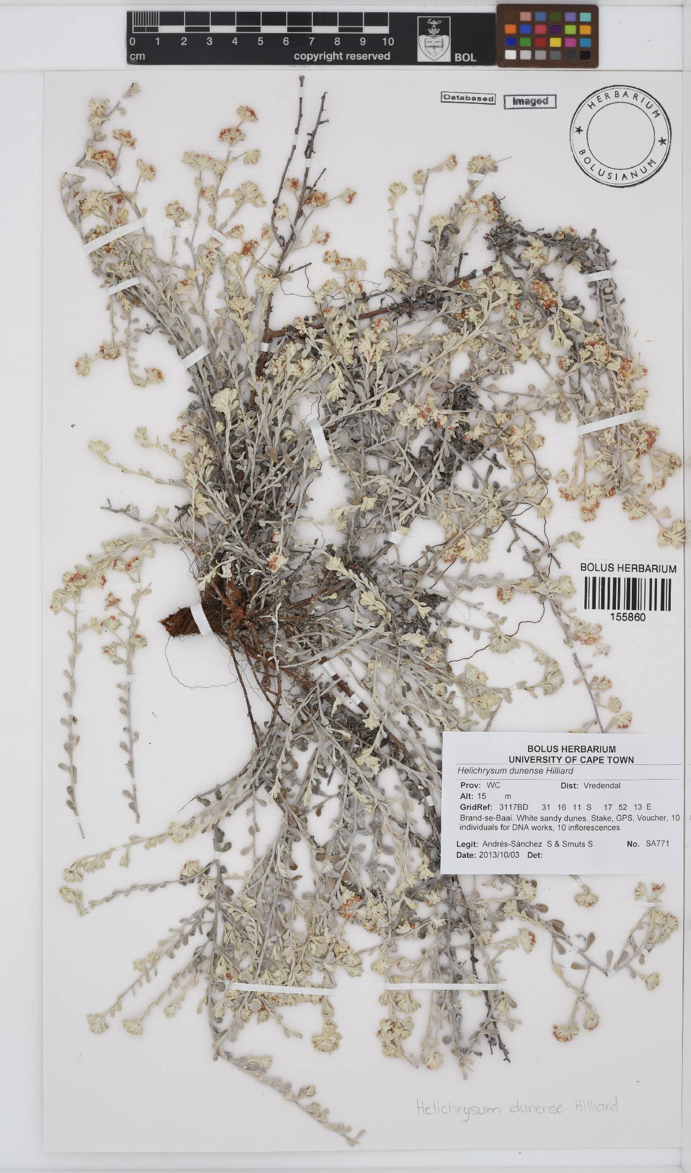 Helichrysum dunense image
