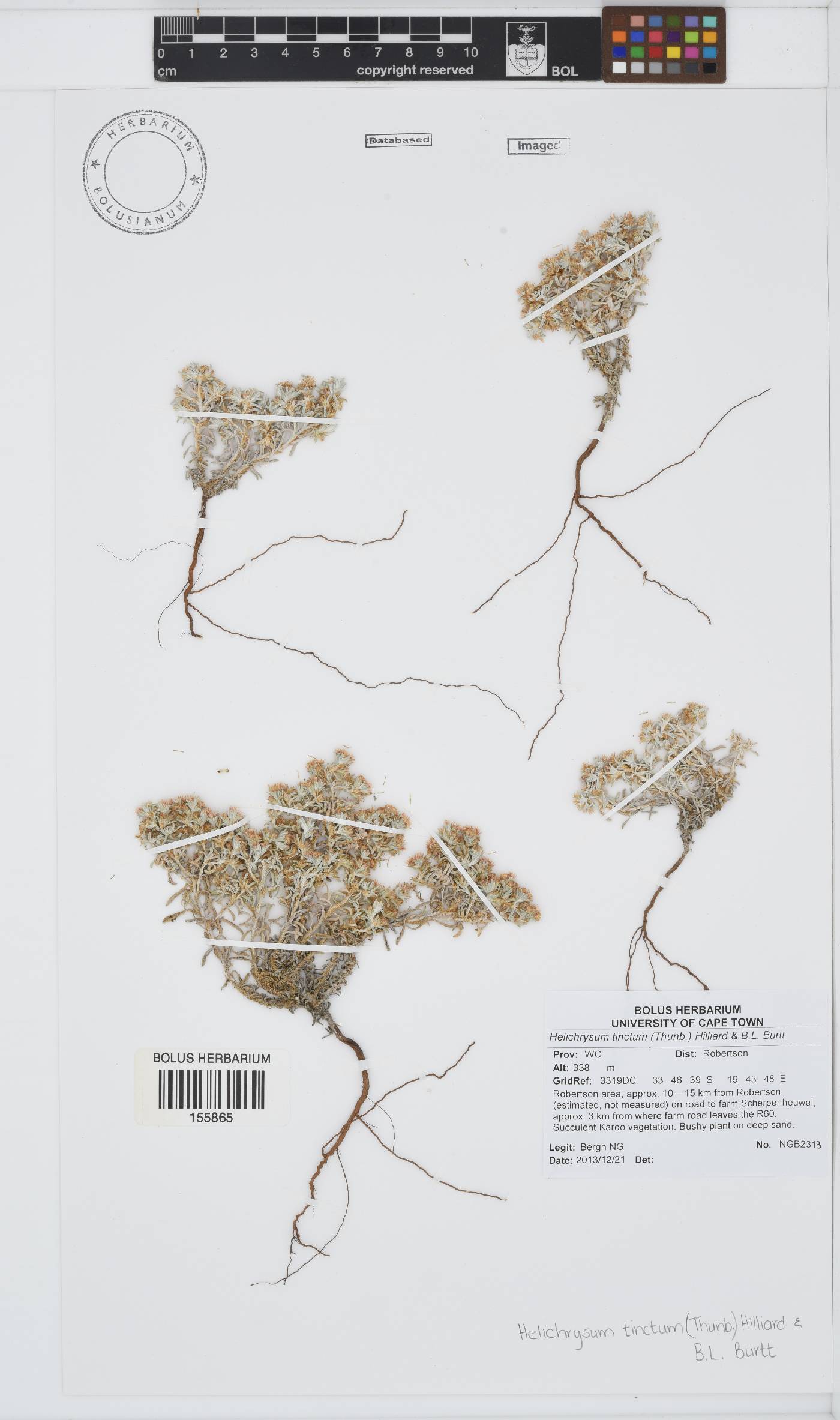 Helichrysum tinctum image