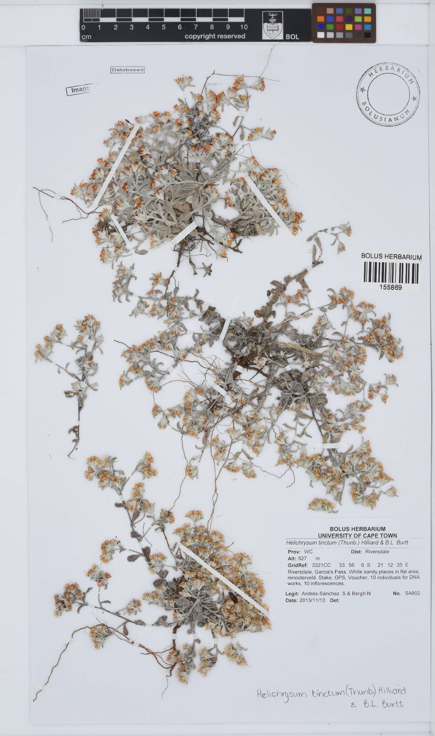 Helichrysum tinctum image