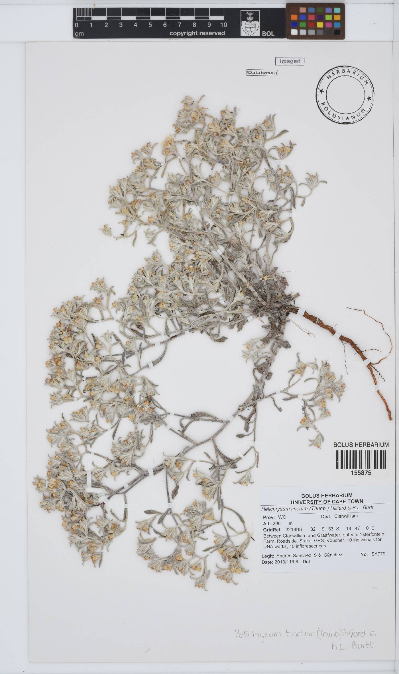 Helichrysum tinctum image