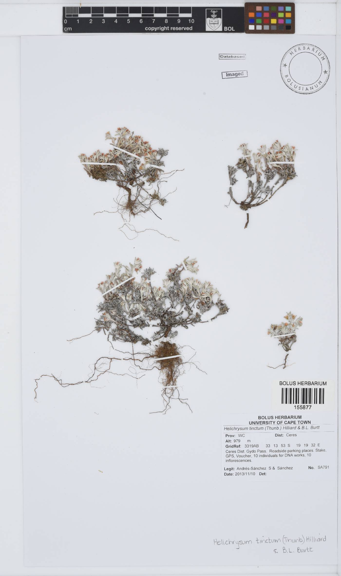 Helichrysum tinctum image