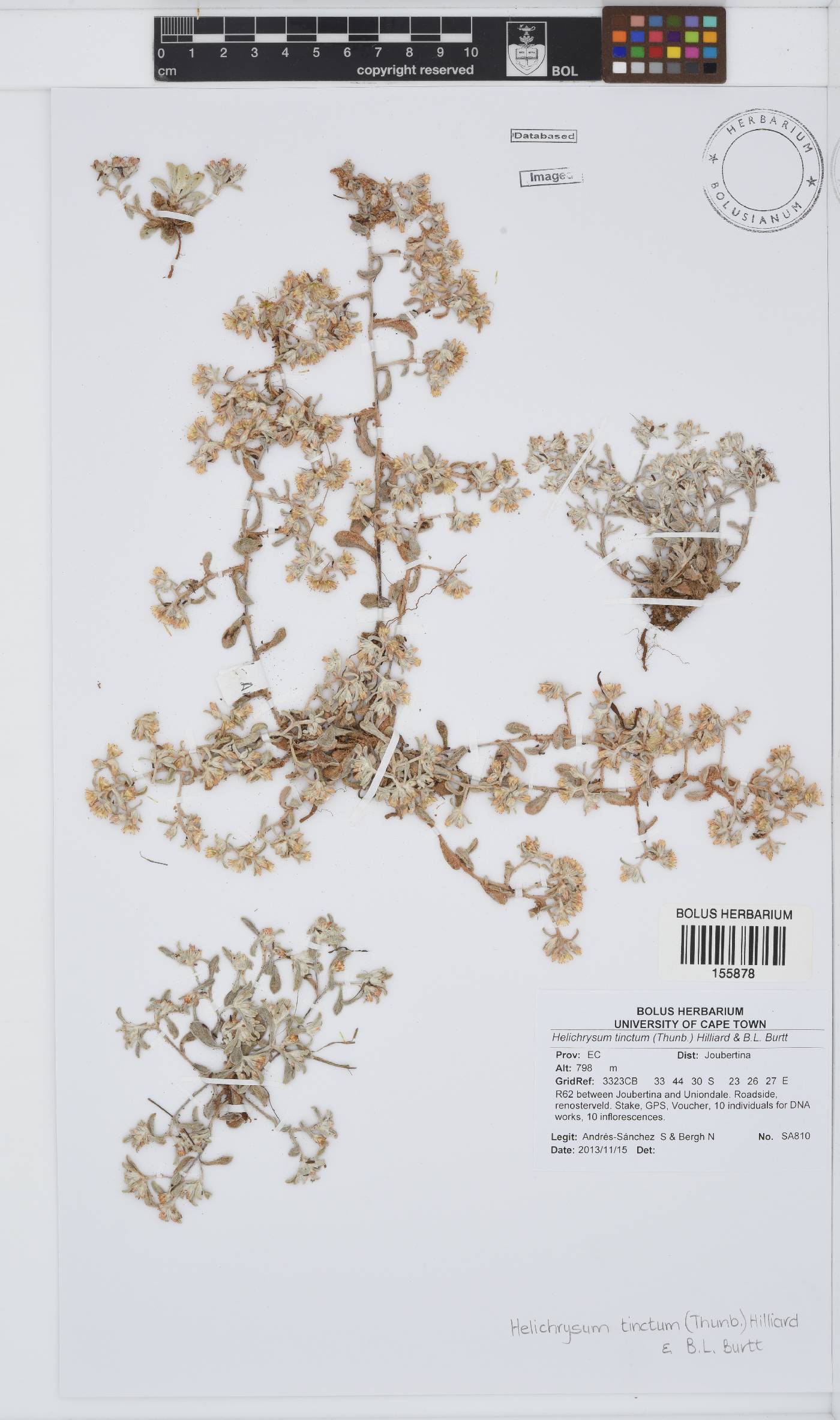 Helichrysum tinctum image