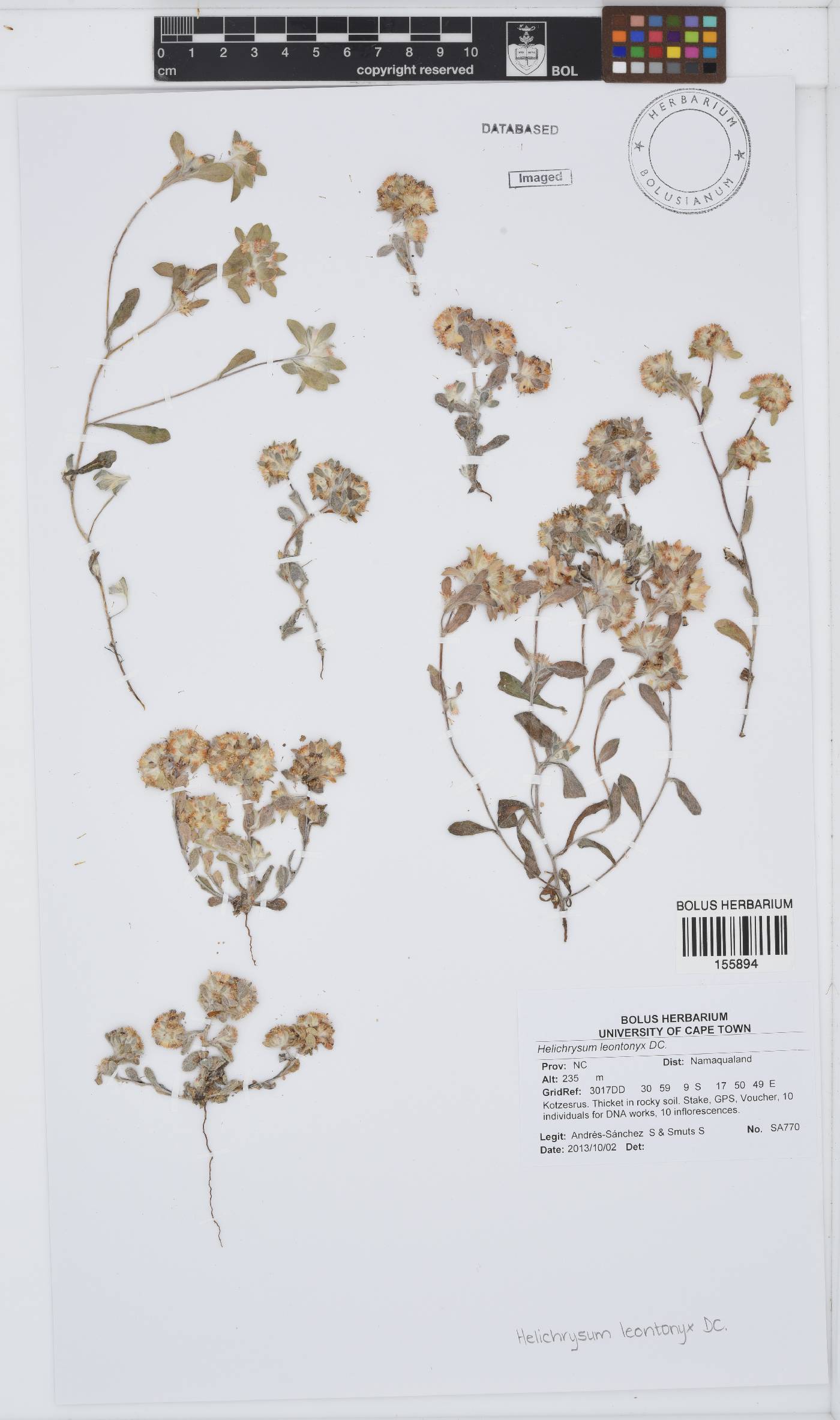Helichrysum leontonyx image