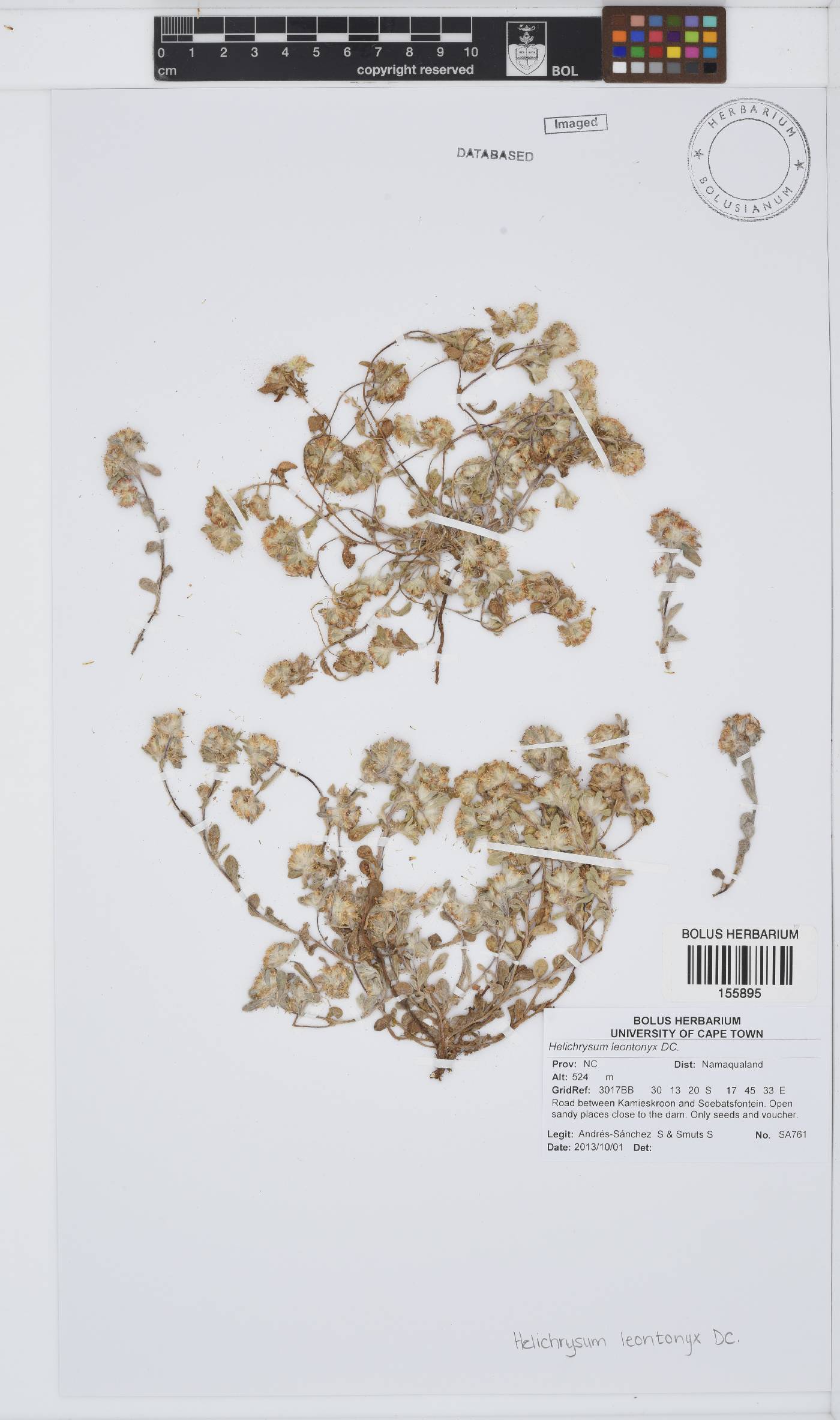Helichrysum leontonyx image