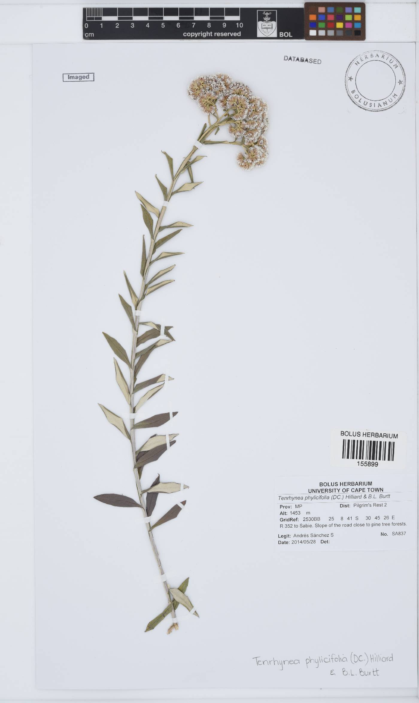 Tenrhynea phylicifolia image