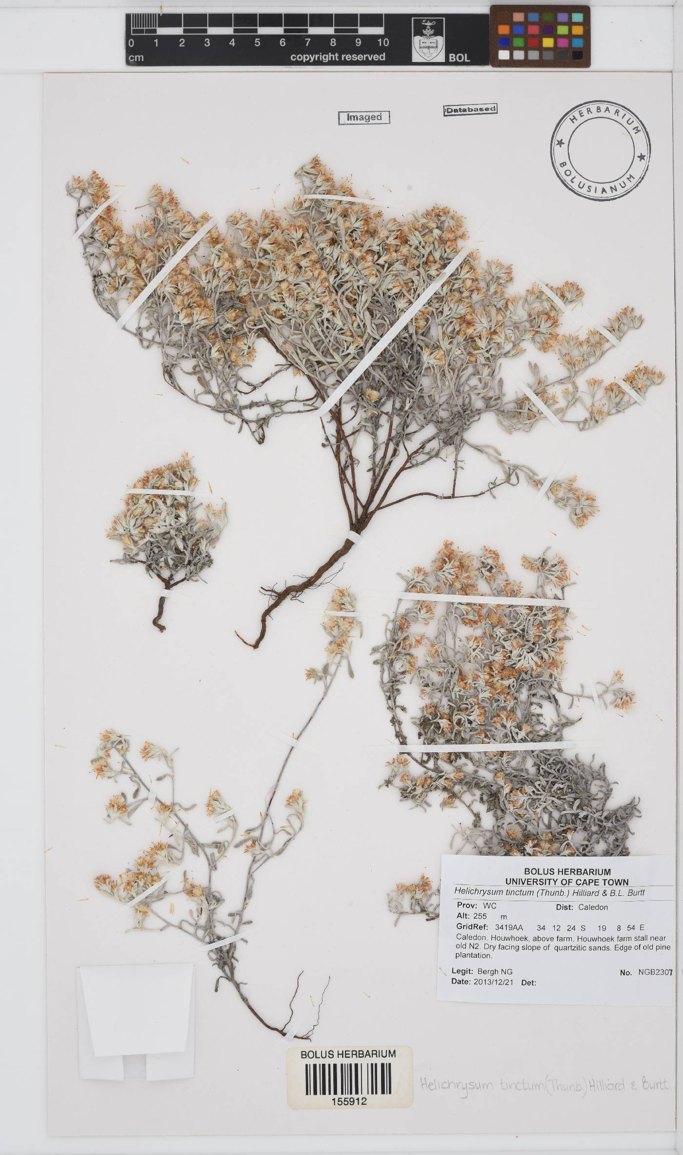 Helichrysum tinctum image