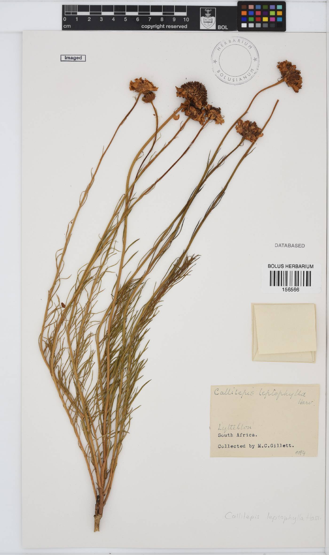 Callilepis leptophylla image