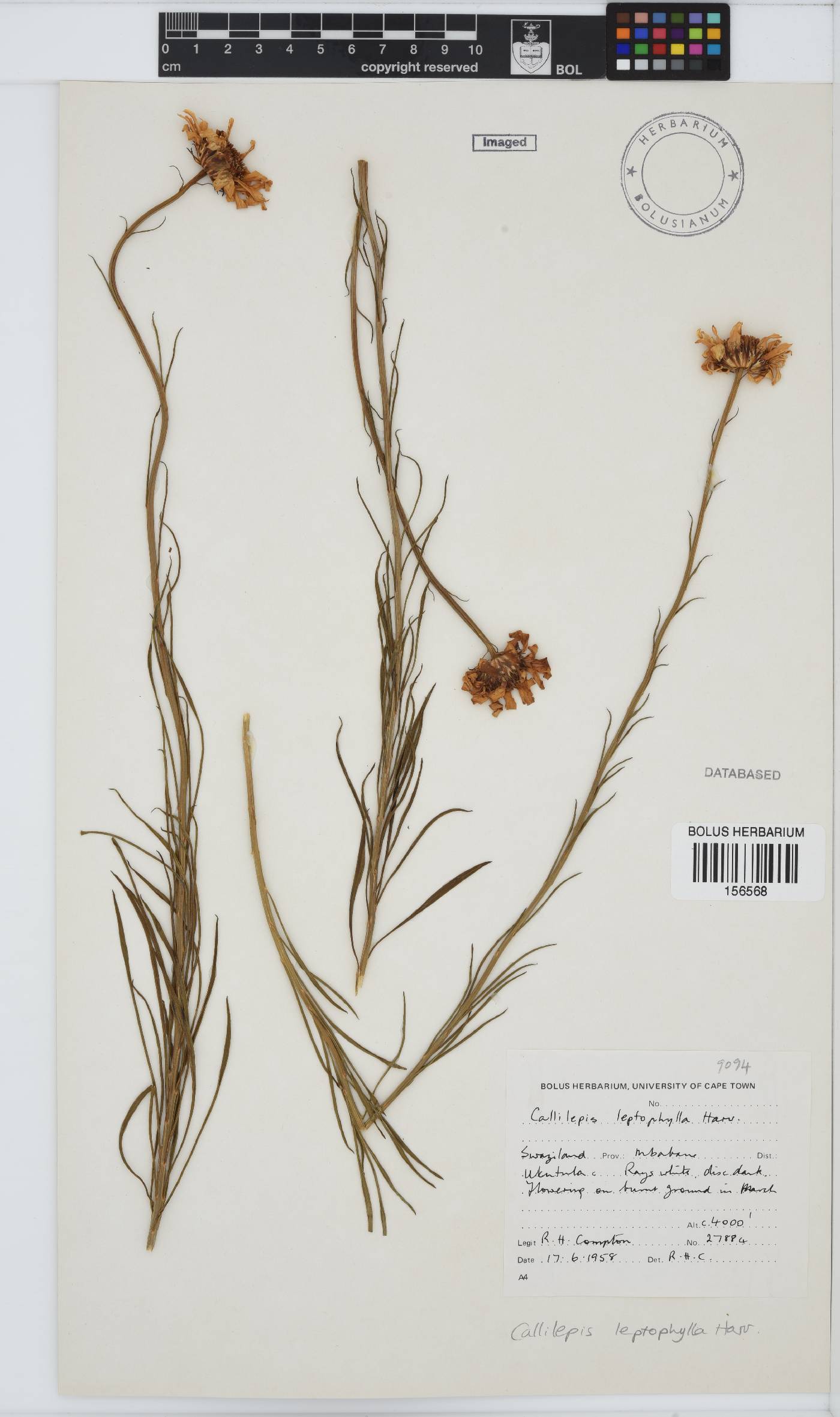 Callilepis leptophylla image