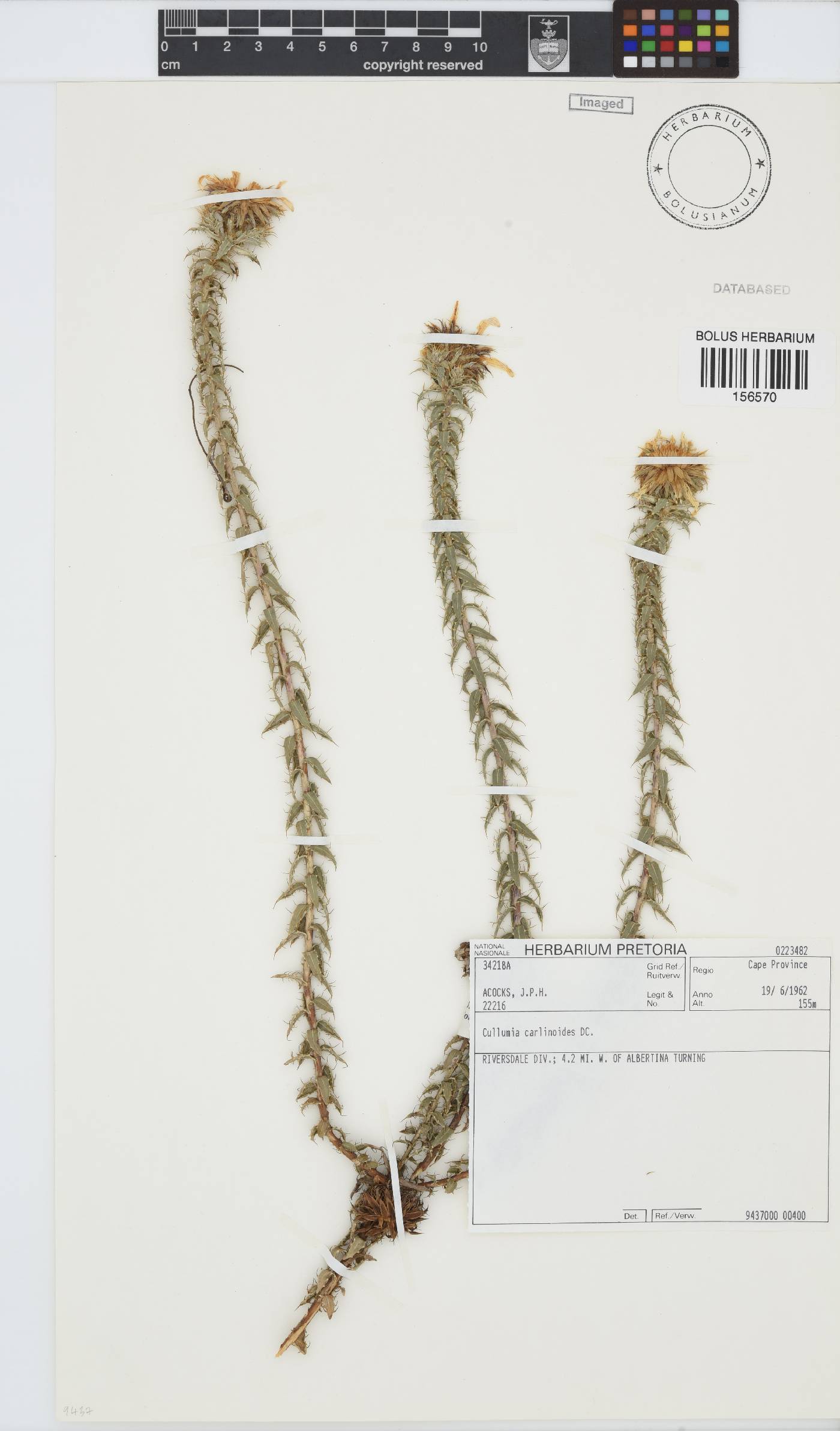 Cullumia carlinoides image