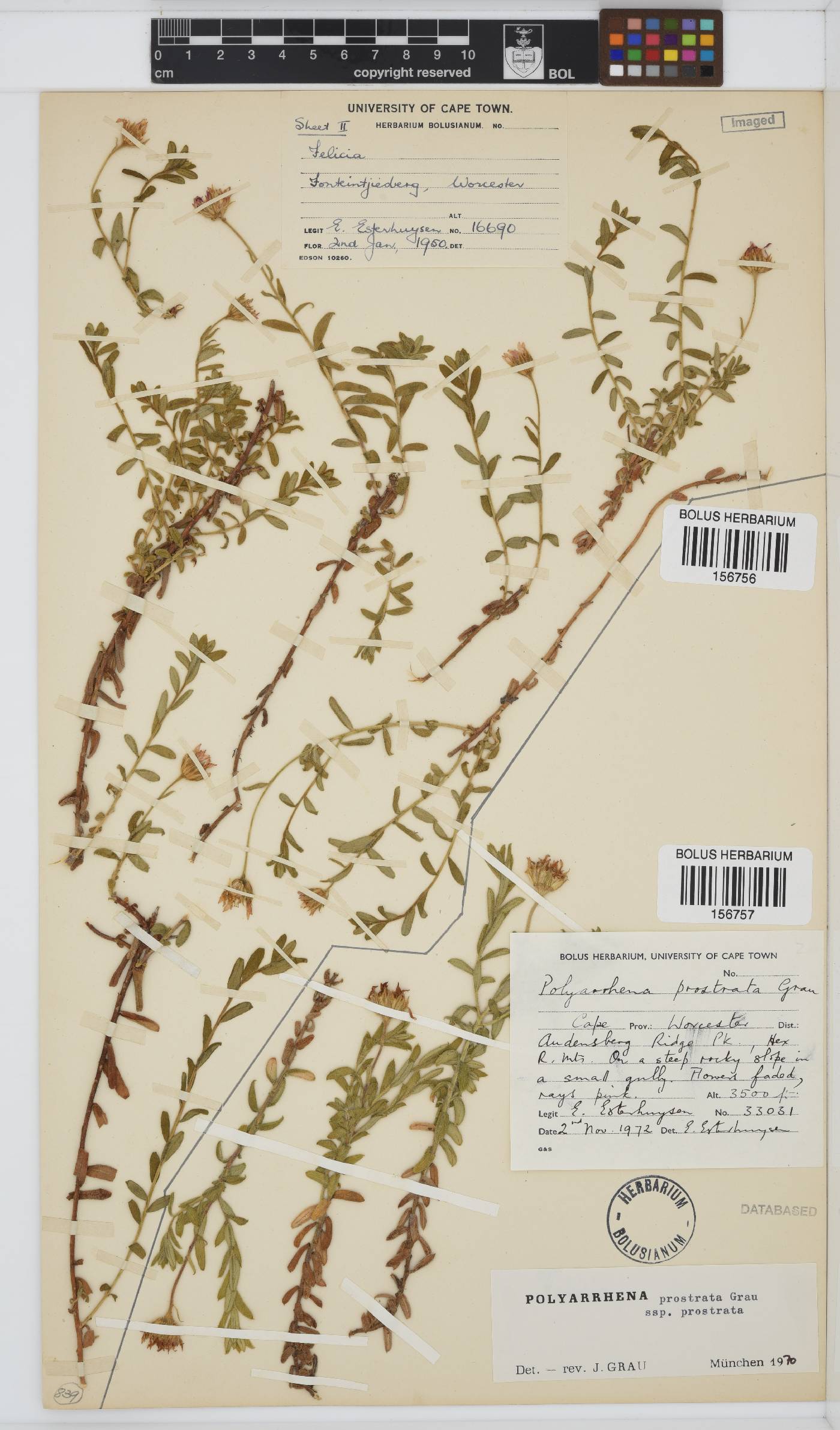 Polyarrhena prostrata subsp. prostrata image