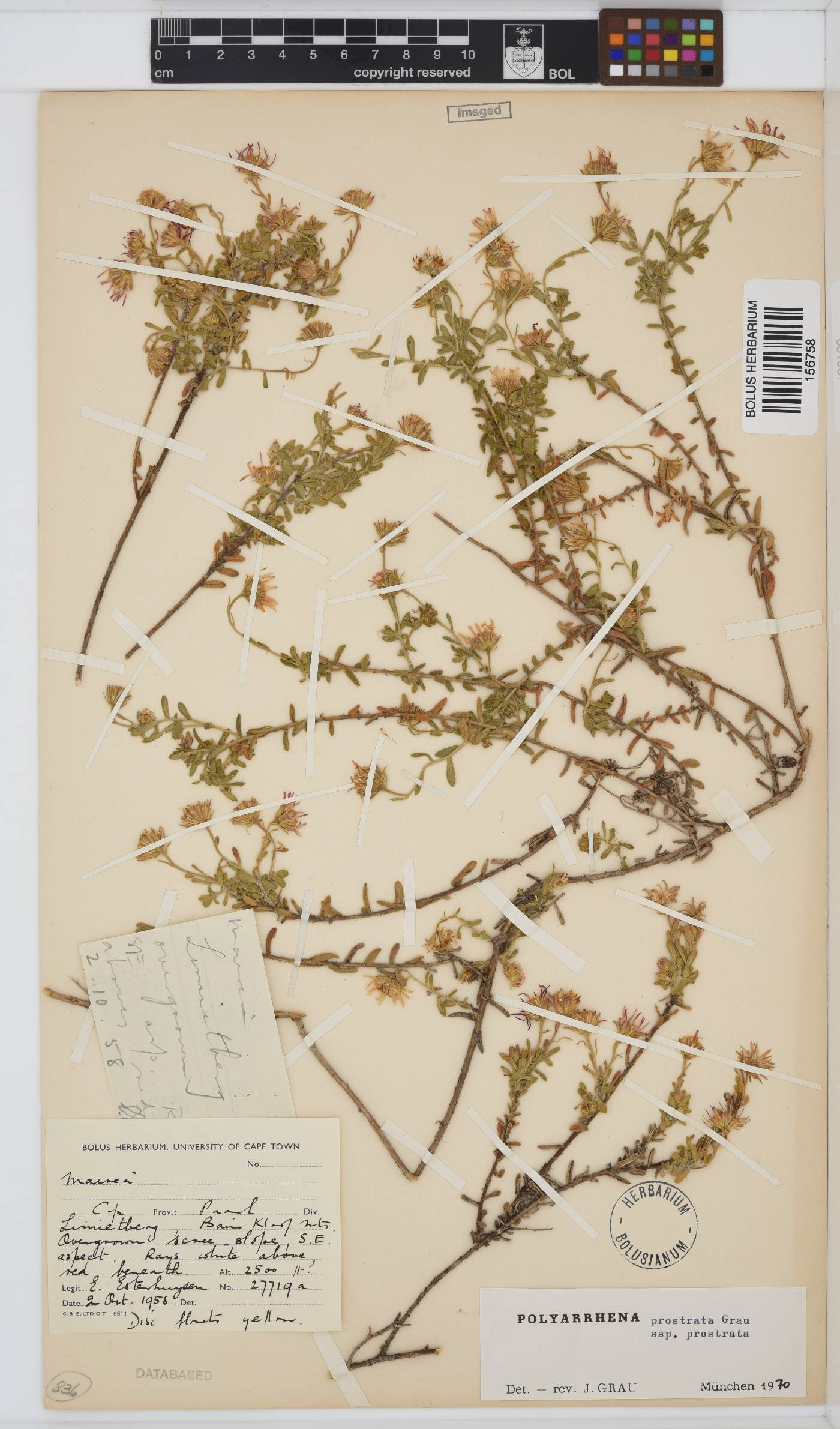 Polyarrhena prostrata subsp. prostrata image