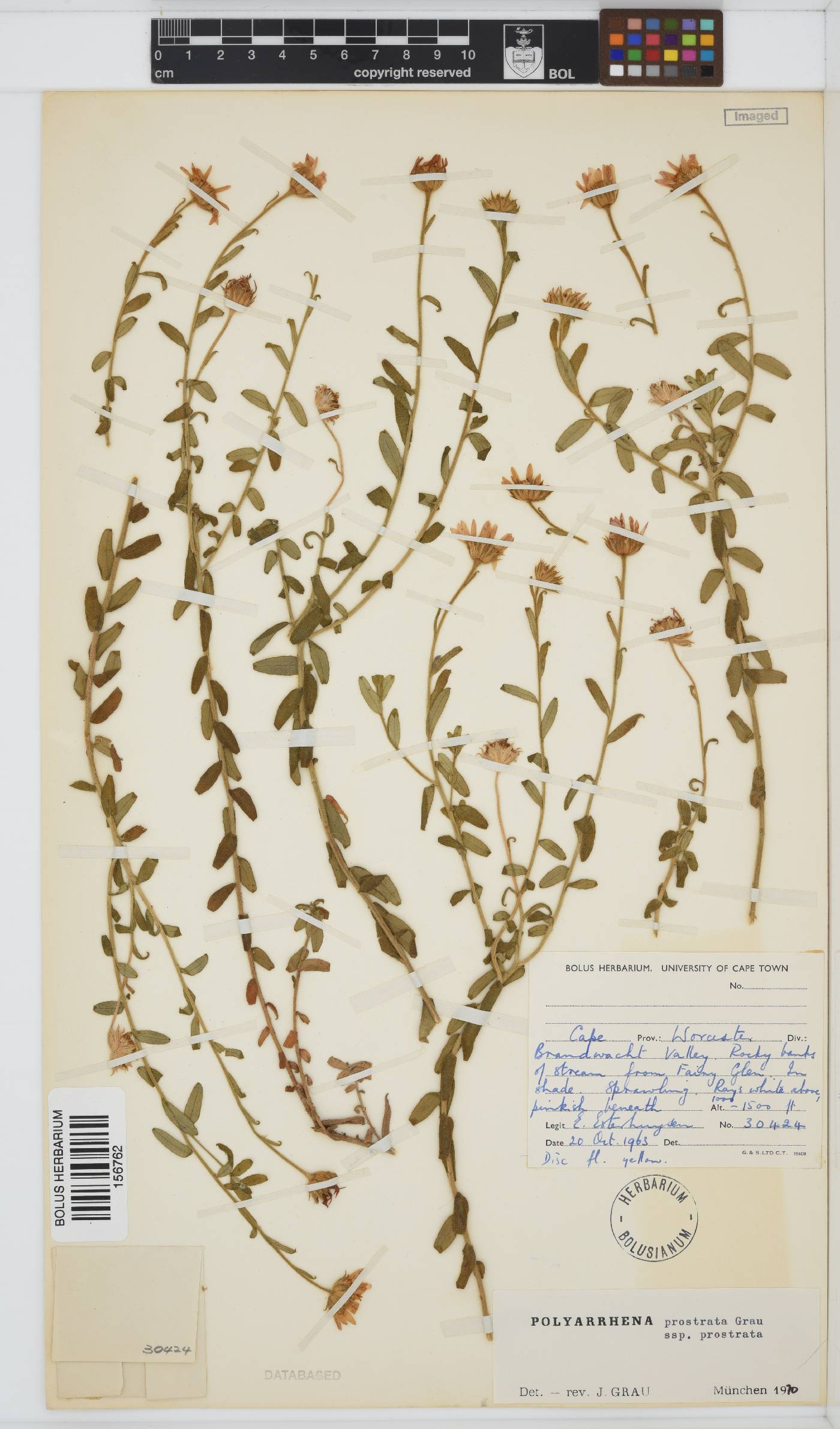 Polyarrhena prostrata subsp. prostrata image