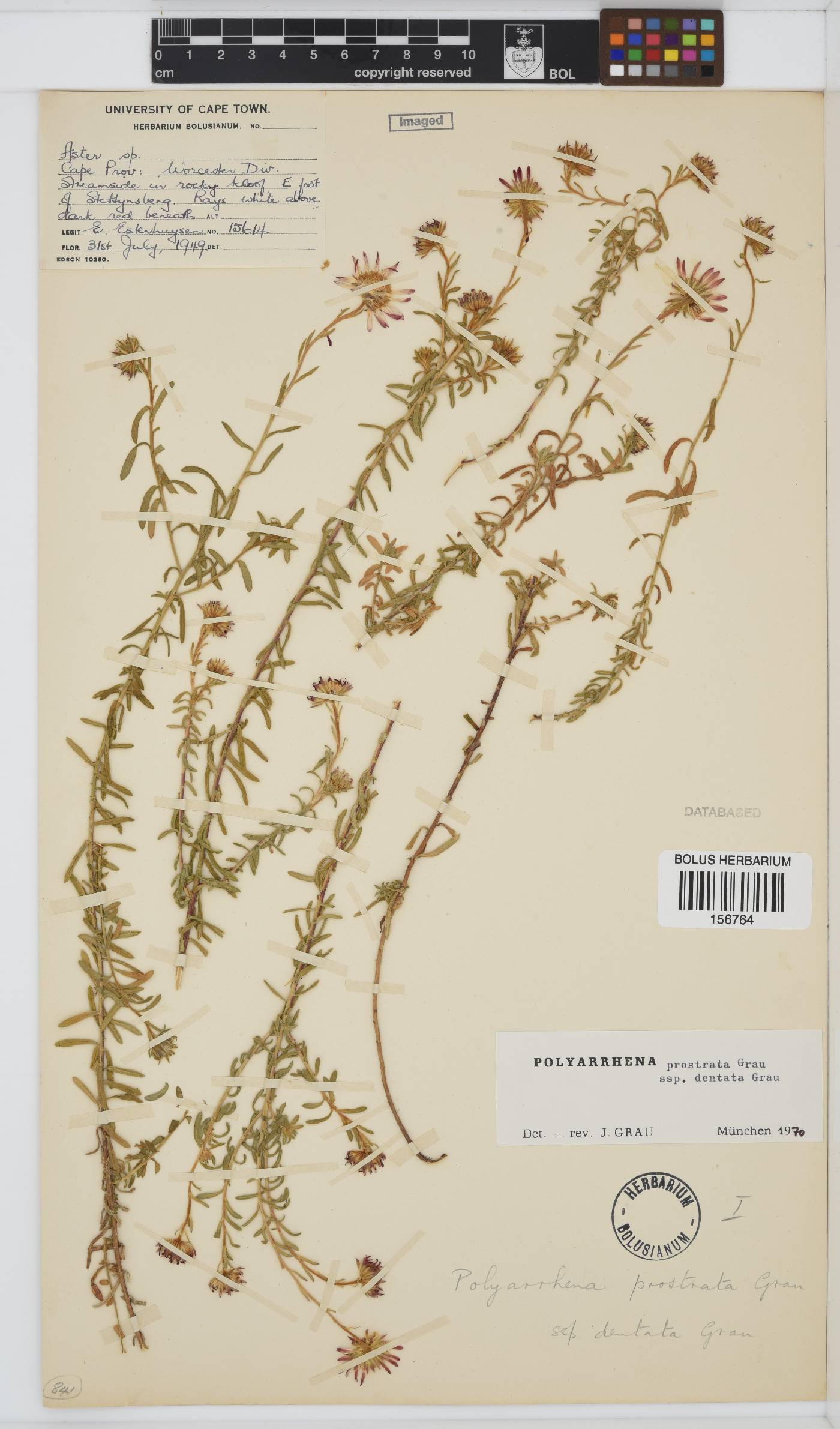 Polyarrhena prostrata subsp. dentata image