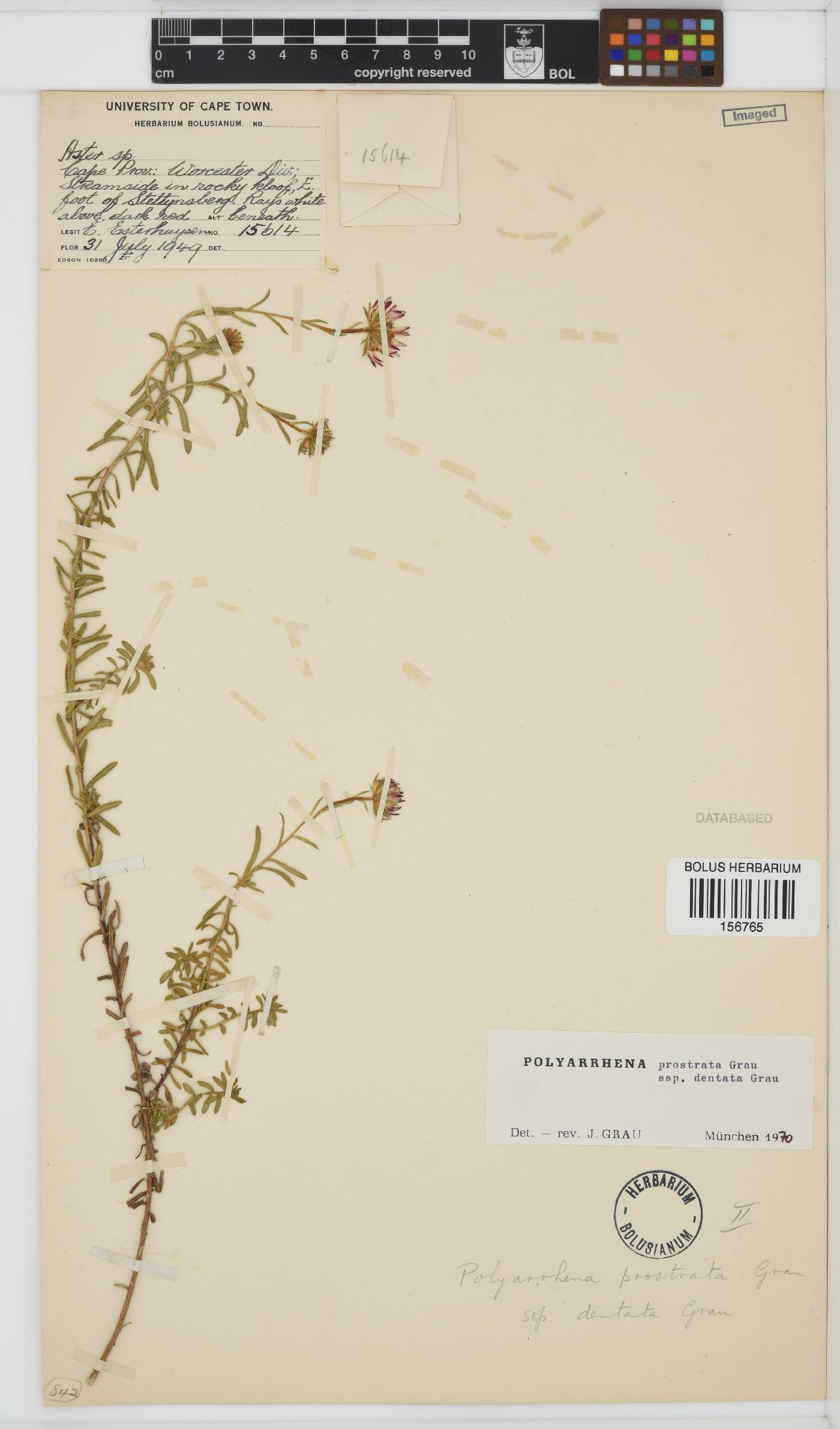 Polyarrhena prostrata subsp. dentata image