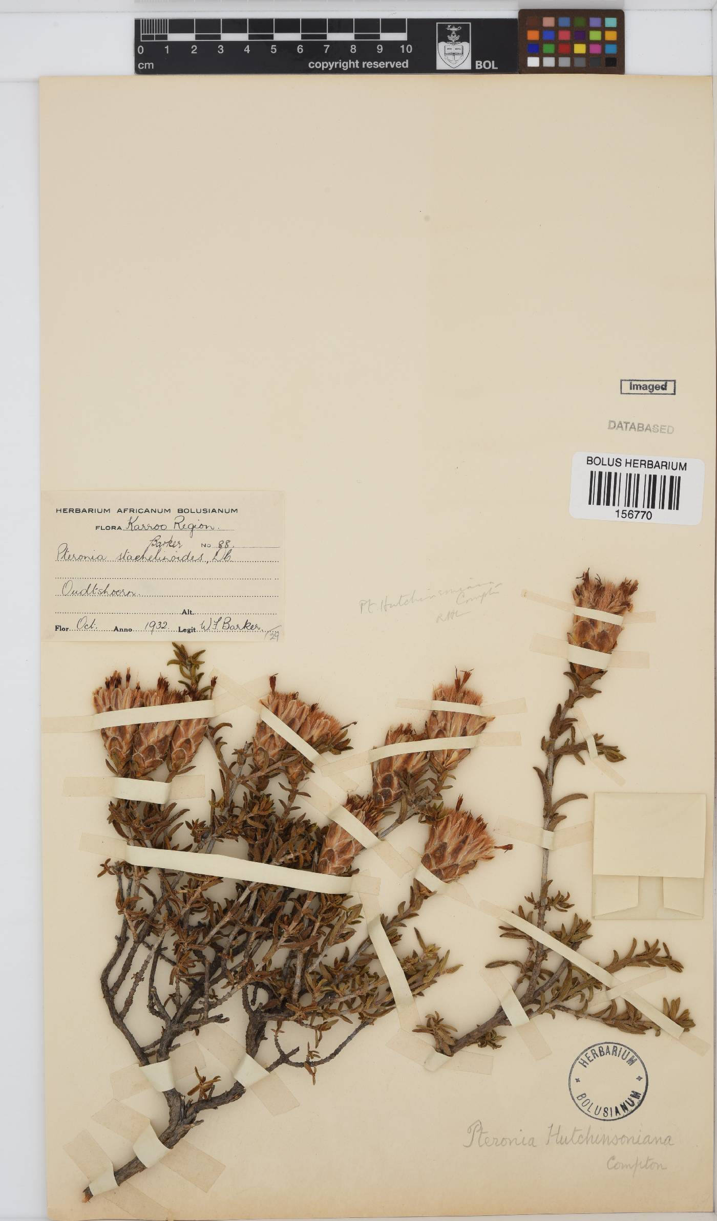 Pteronia hutchinsoniana image