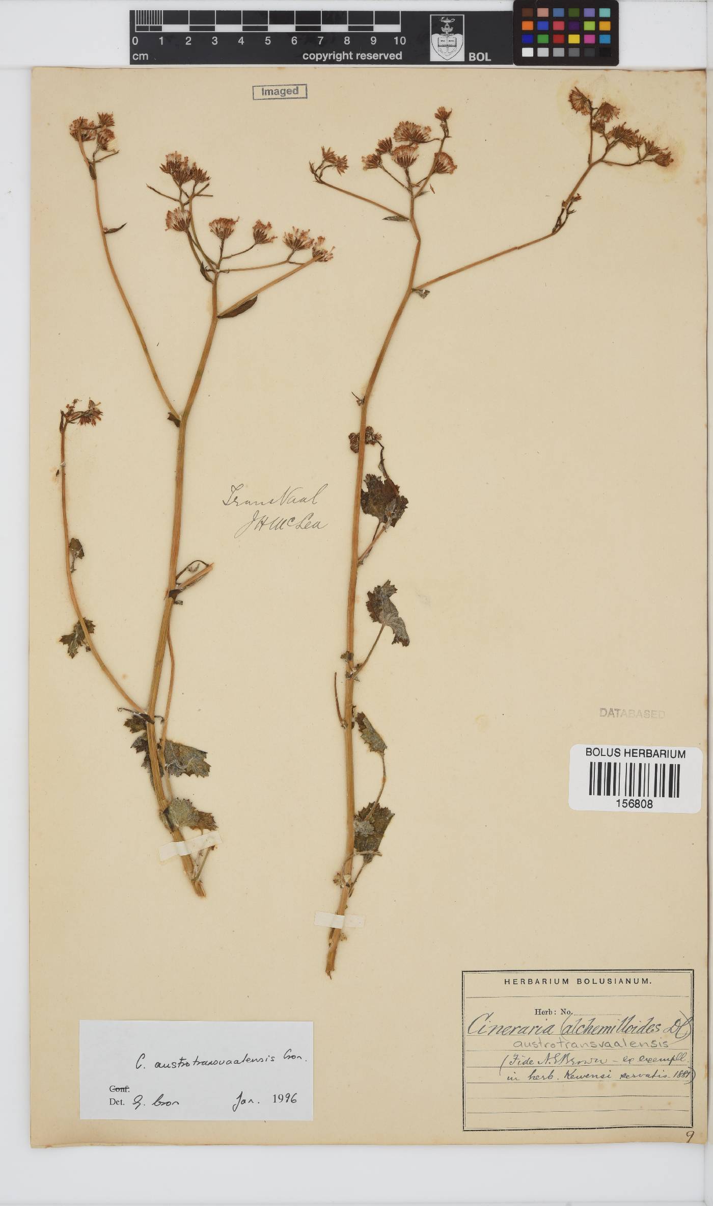 Cineraria austrotransvaalensis image