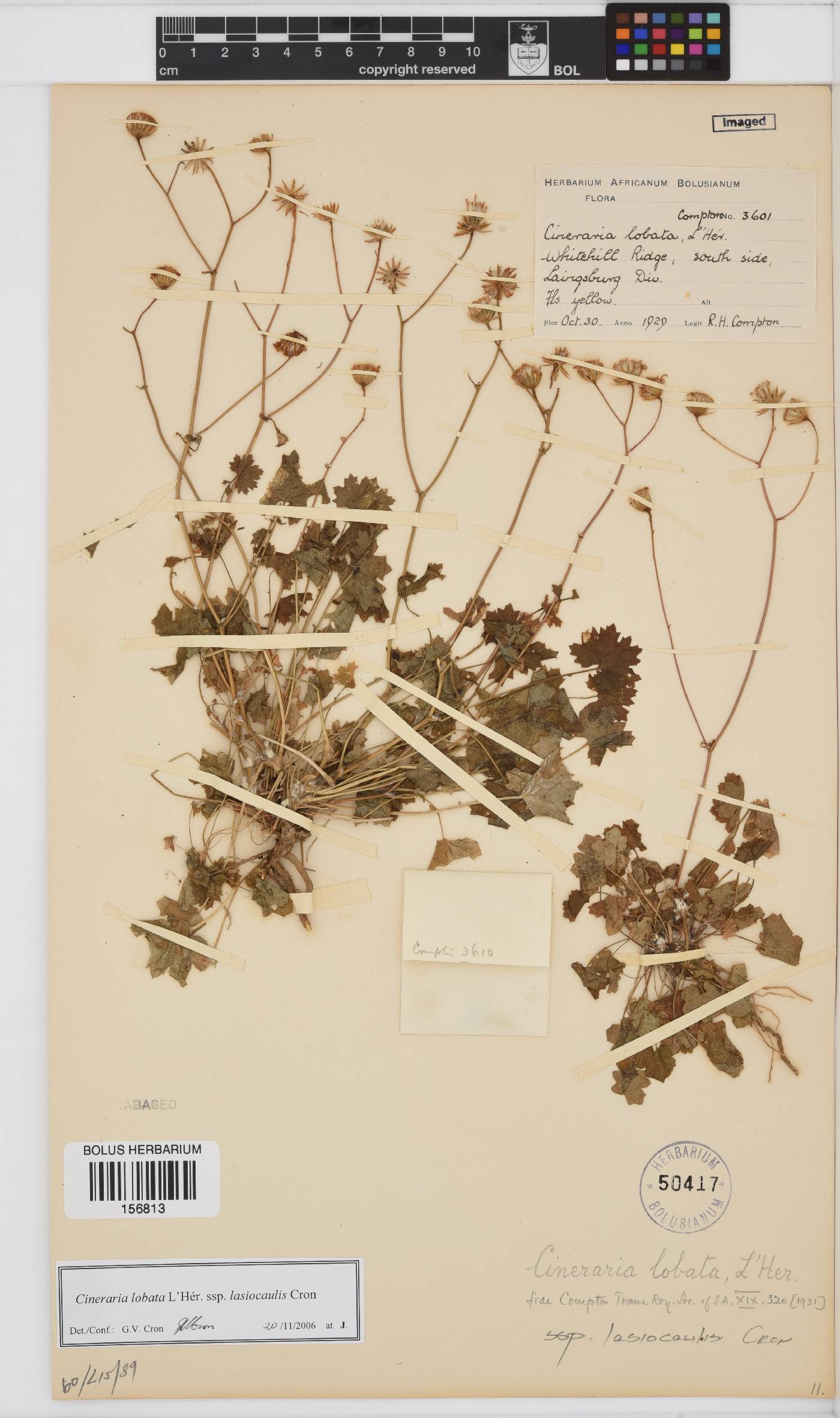 Cineraria lobata subsp. lasiocaulis image