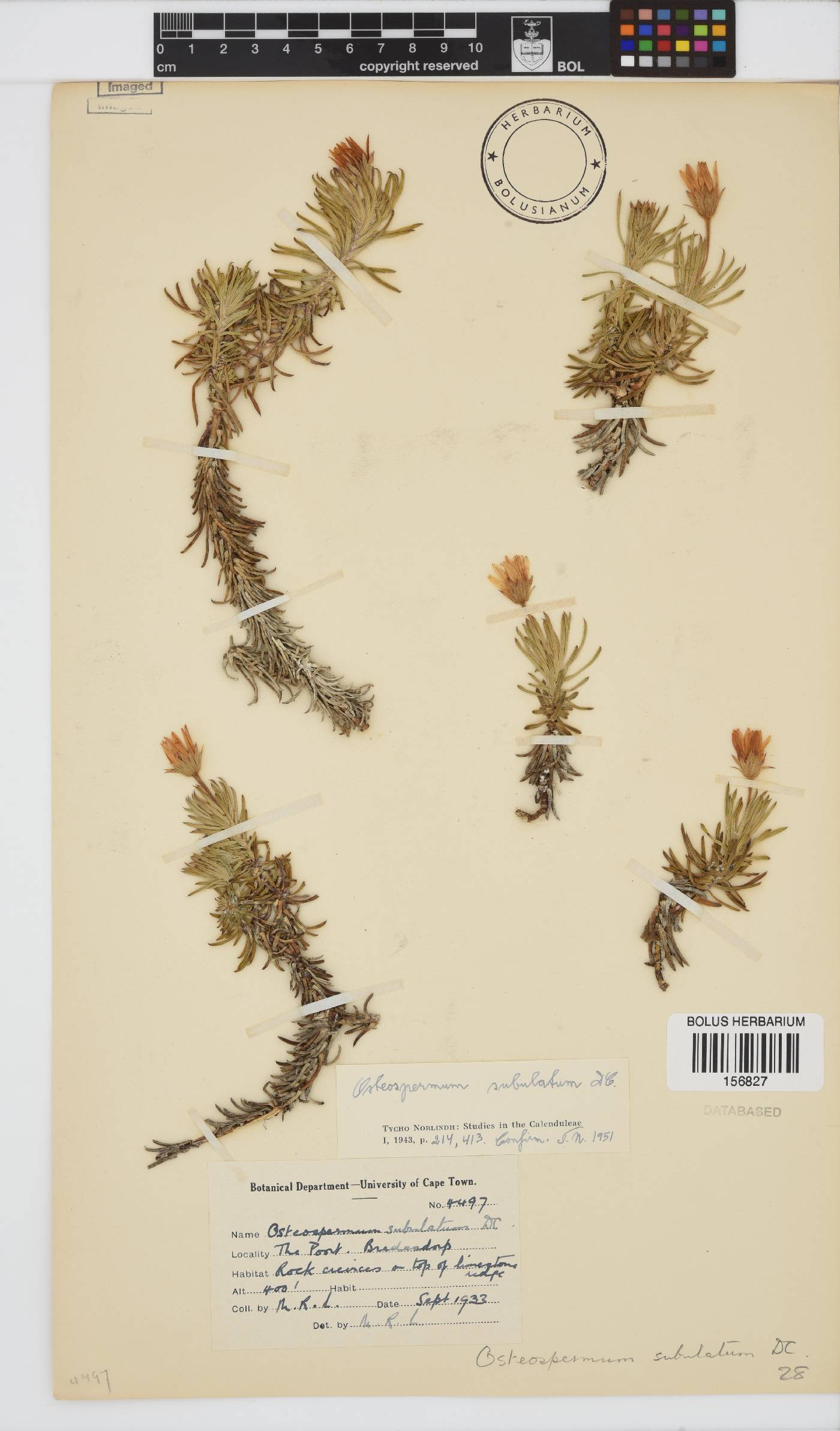 Osteospermum subulatum image