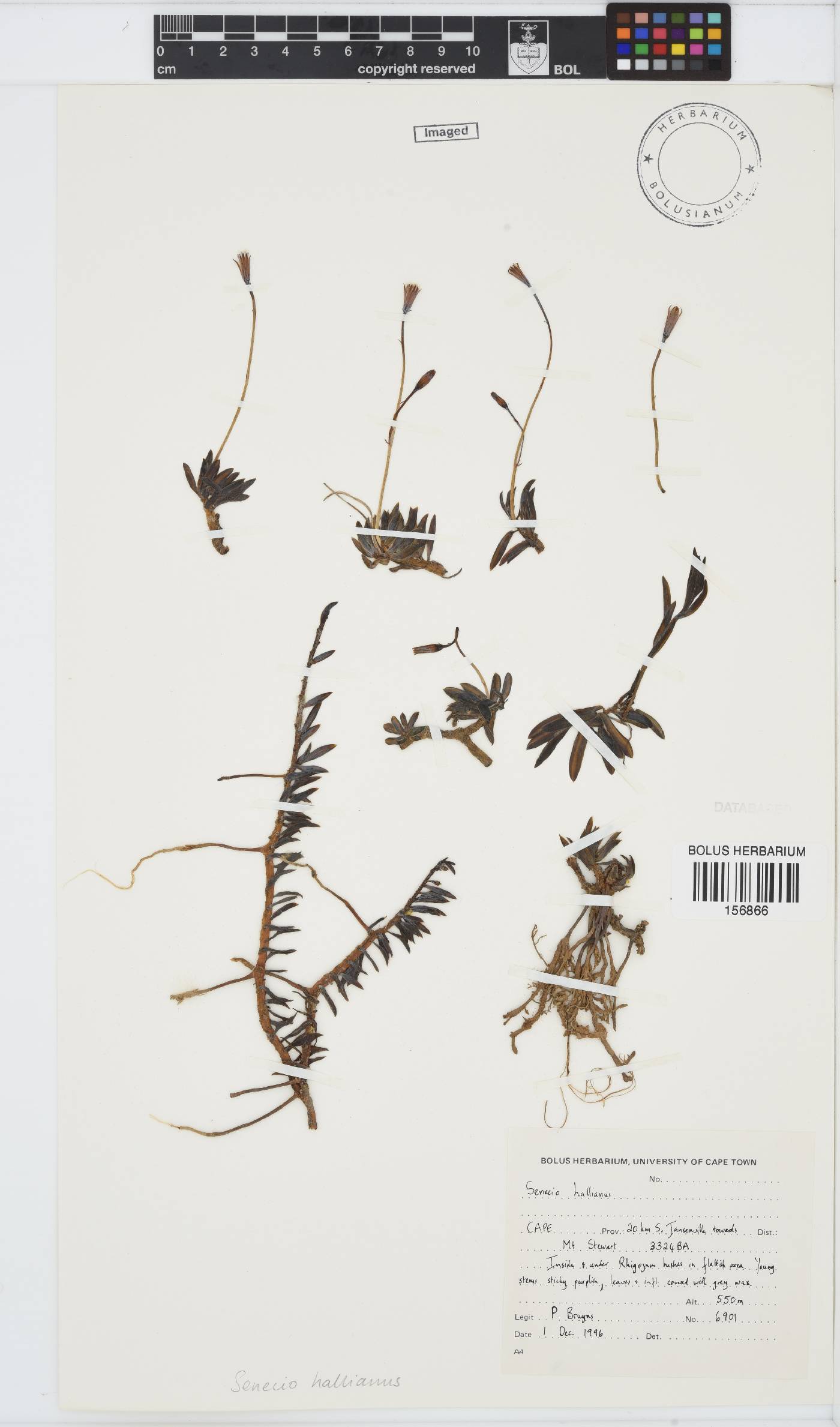 Curio hallianus image