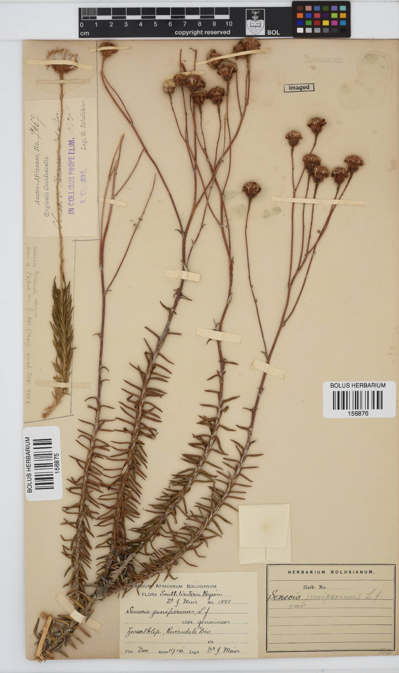 Senecio pillansii image