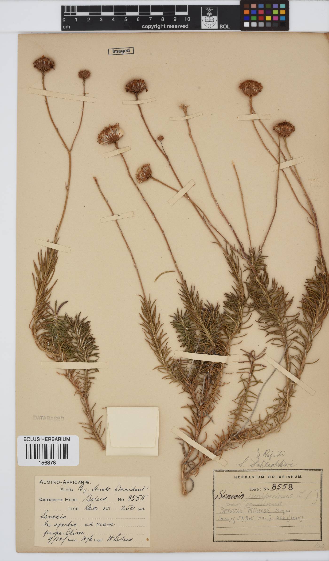 Senecio pillansii image