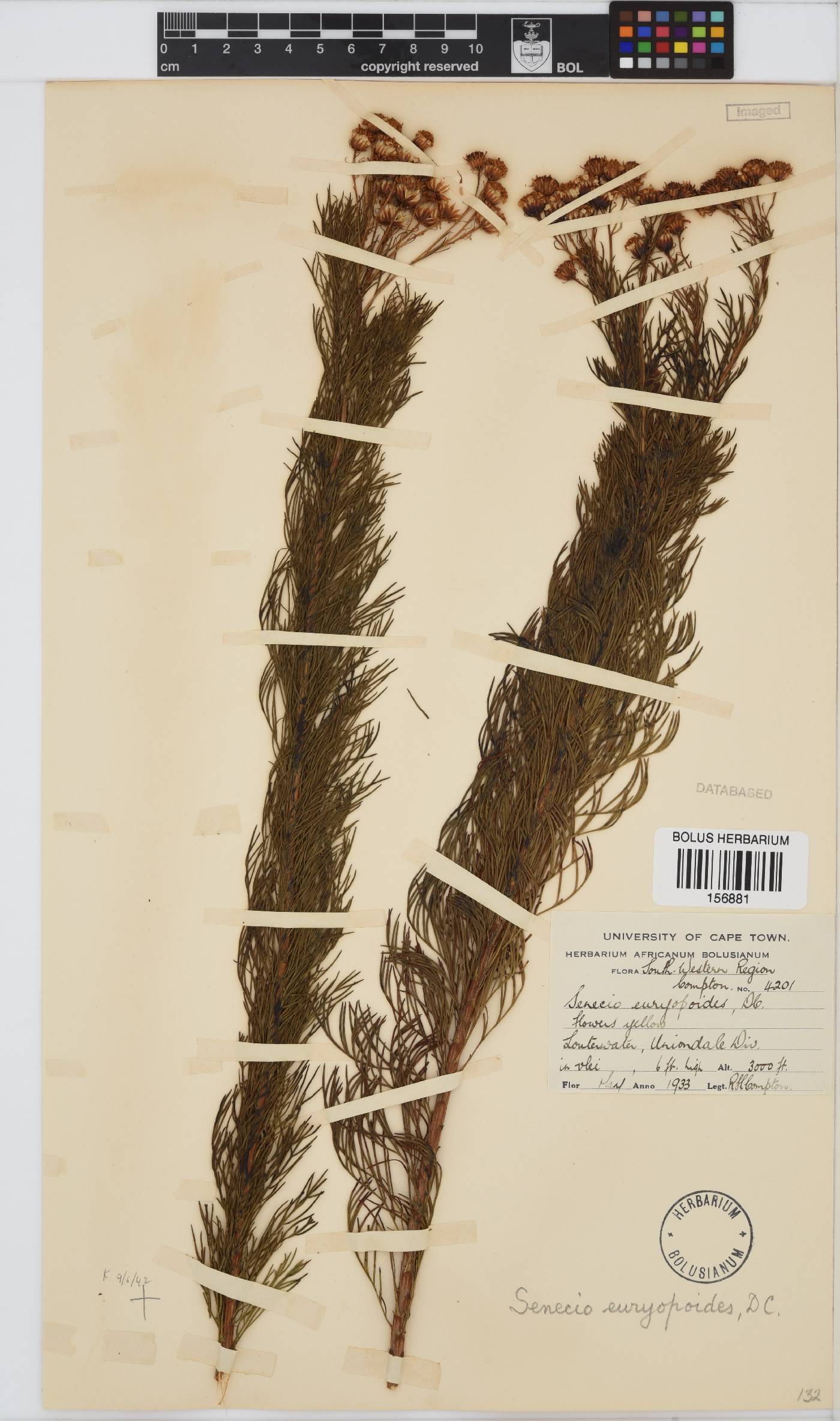 Senecio euryopoides image