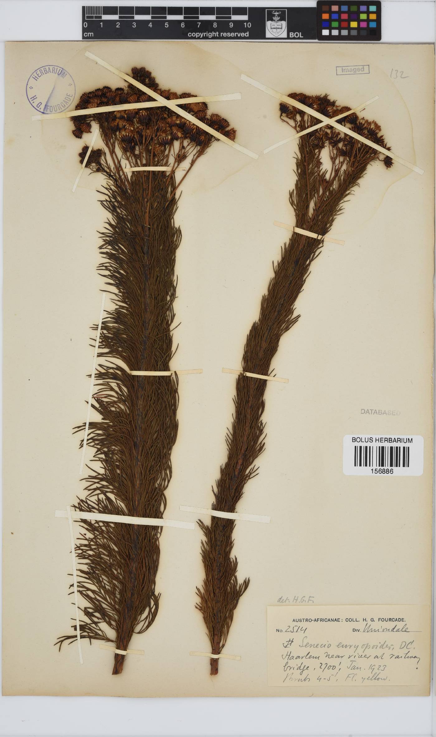 Senecio euryopoides image