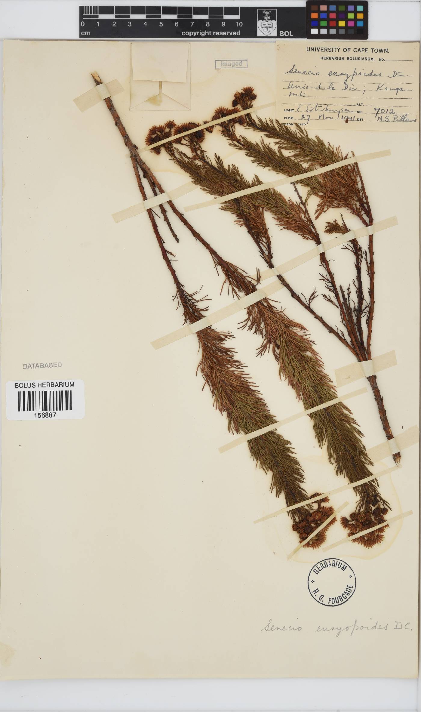 Senecio euryopoides image