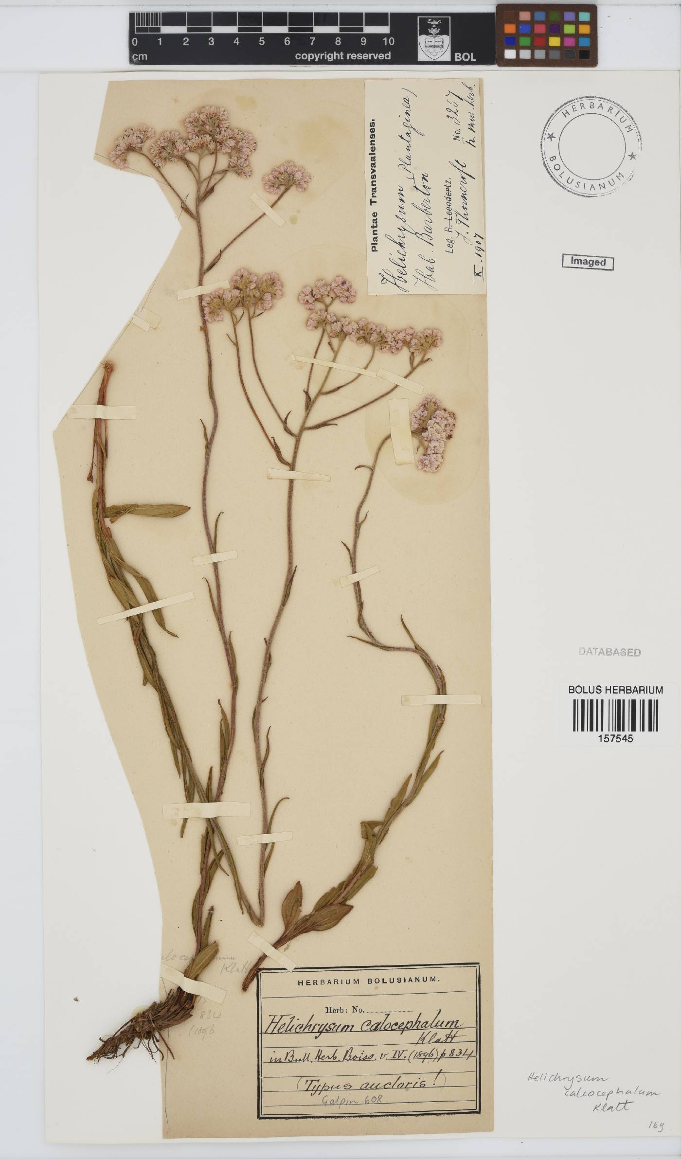 Helichrysum calocephalum image