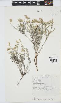 Helichrysum zeyheri image