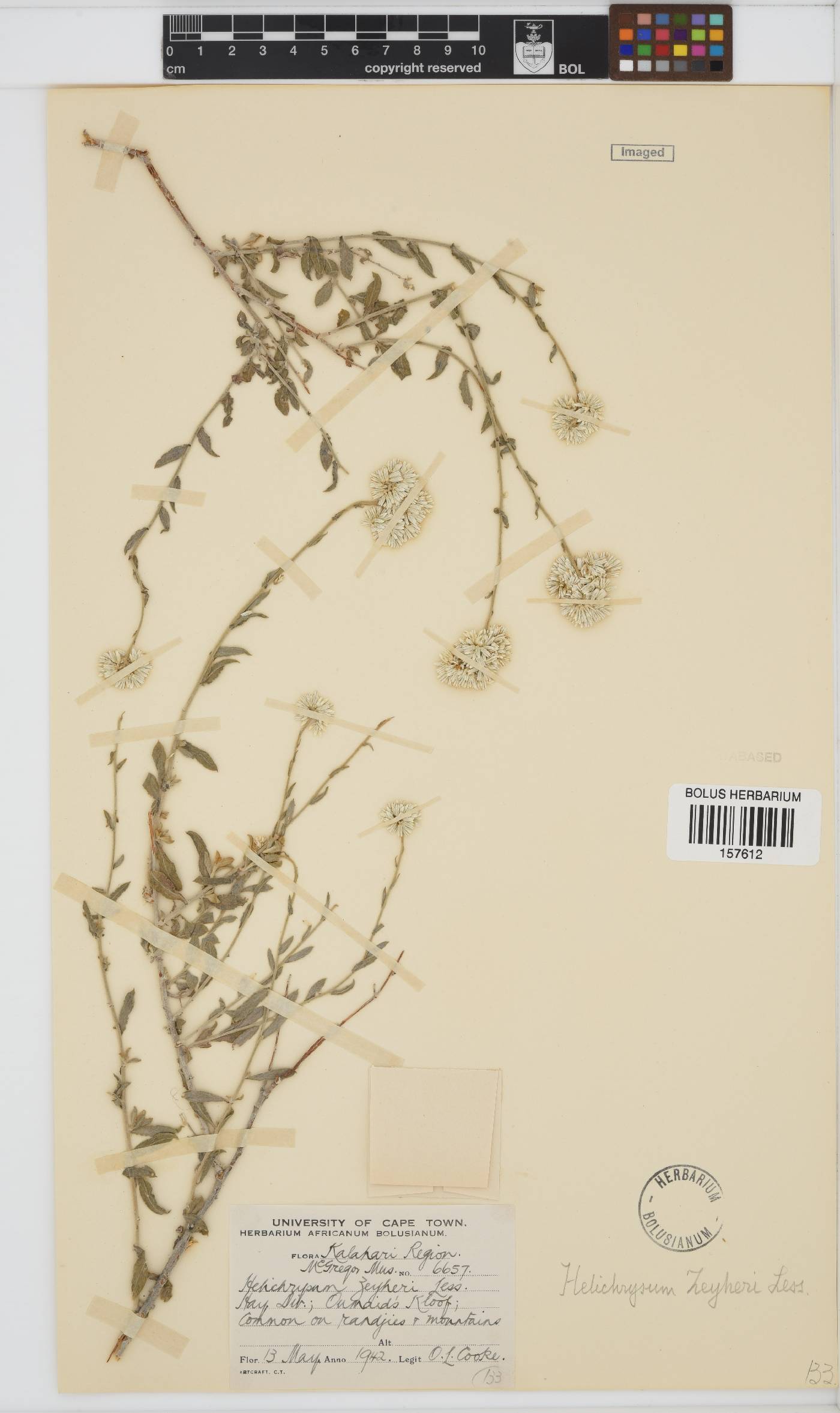 Helichrysum zeyheri image