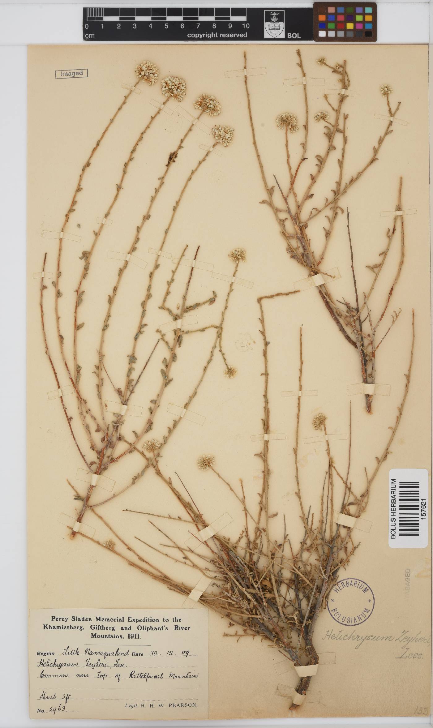 Helichrysum zeyheri image