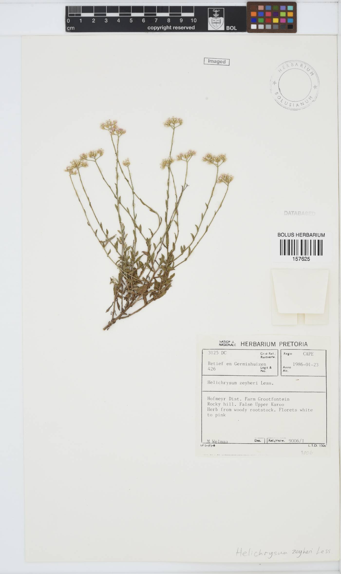 Helichrysum zeyheri image