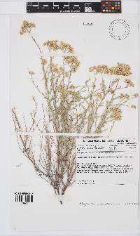 Heliophila arenaria image